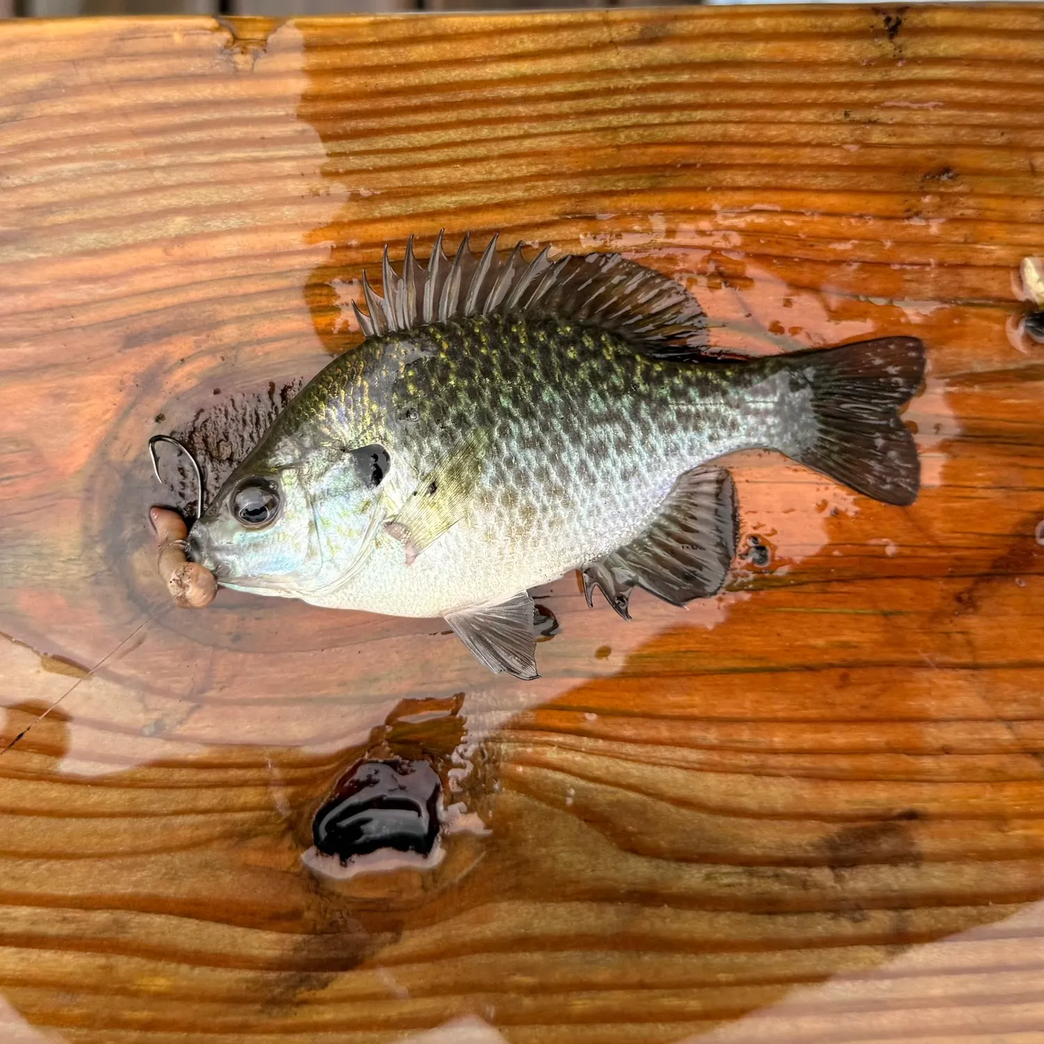The most recent Bantam sunfish catches on Fishbrain