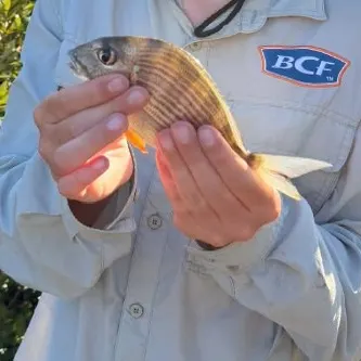 Surf bream caught on Fishbrain