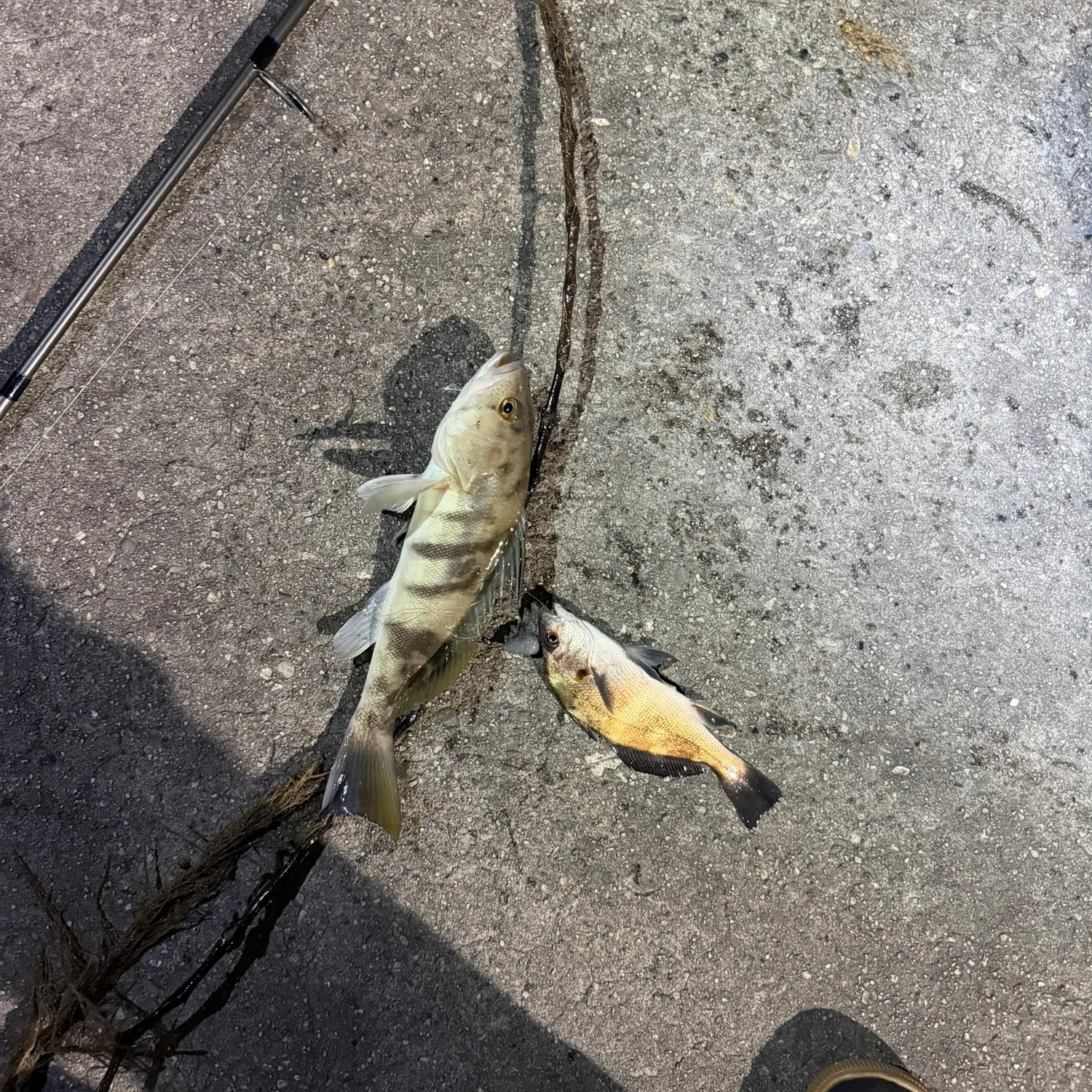 recently logged catches