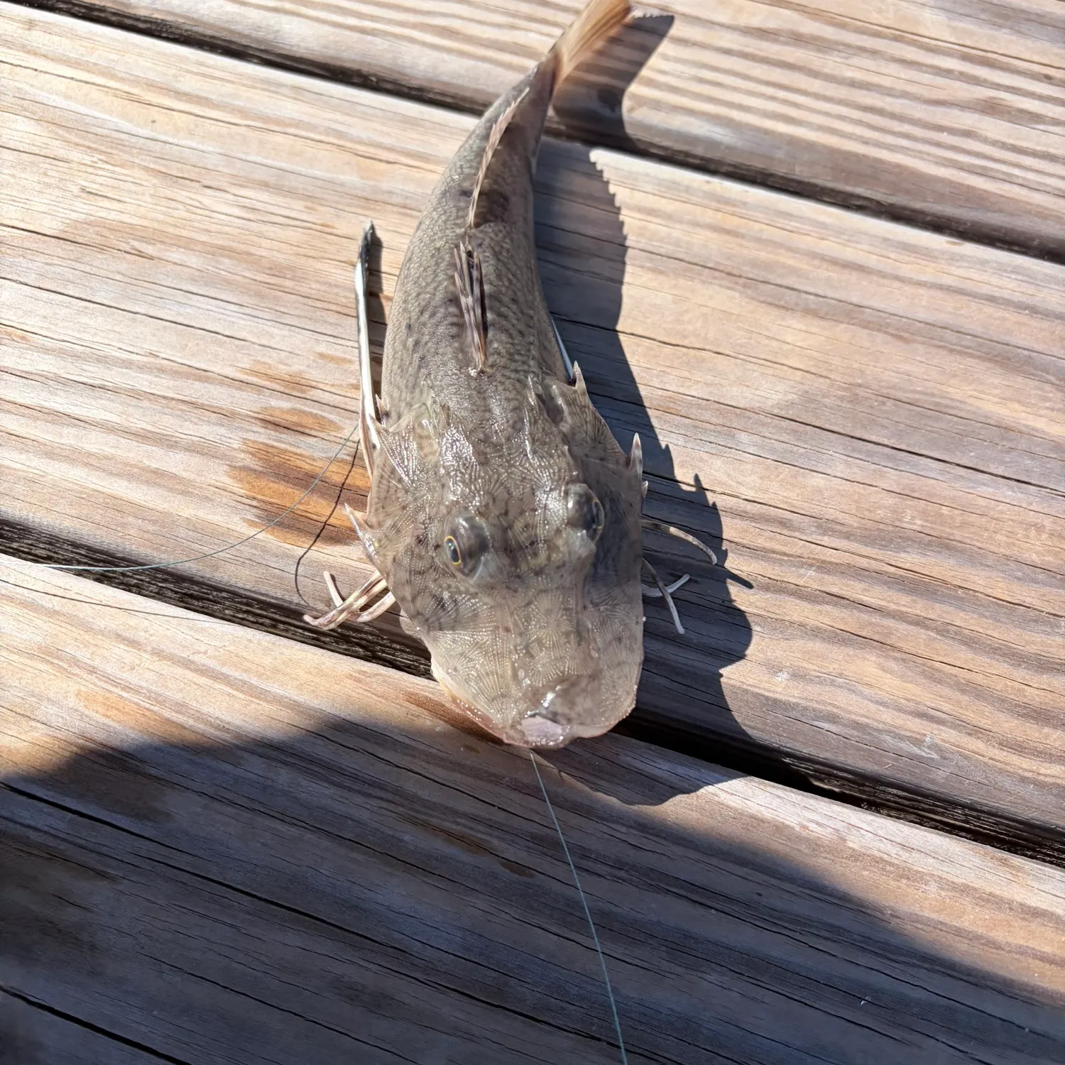 The most recent Oyster toadfish catches on Fishbrain