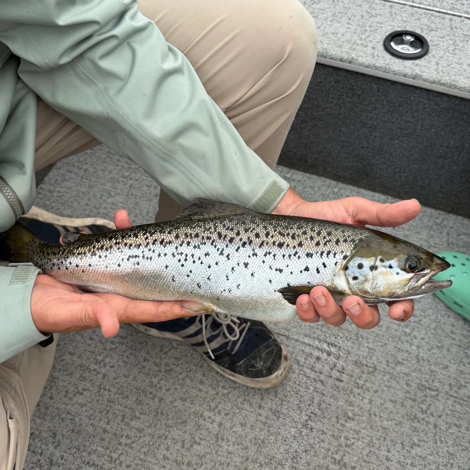 The most recent Landlocked atlantic salmon catches on Fishbrain
