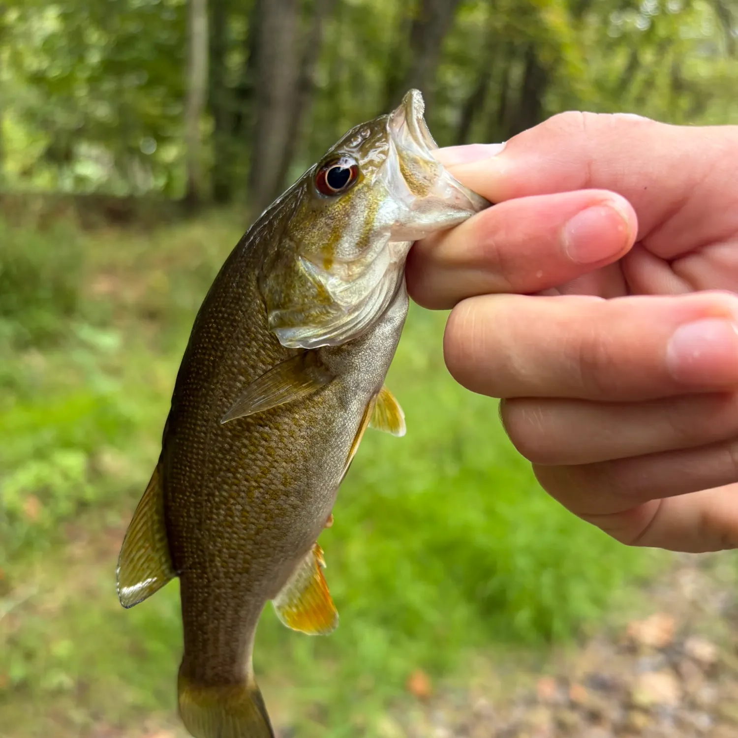 Smallmouth bass caught on Fishbrain