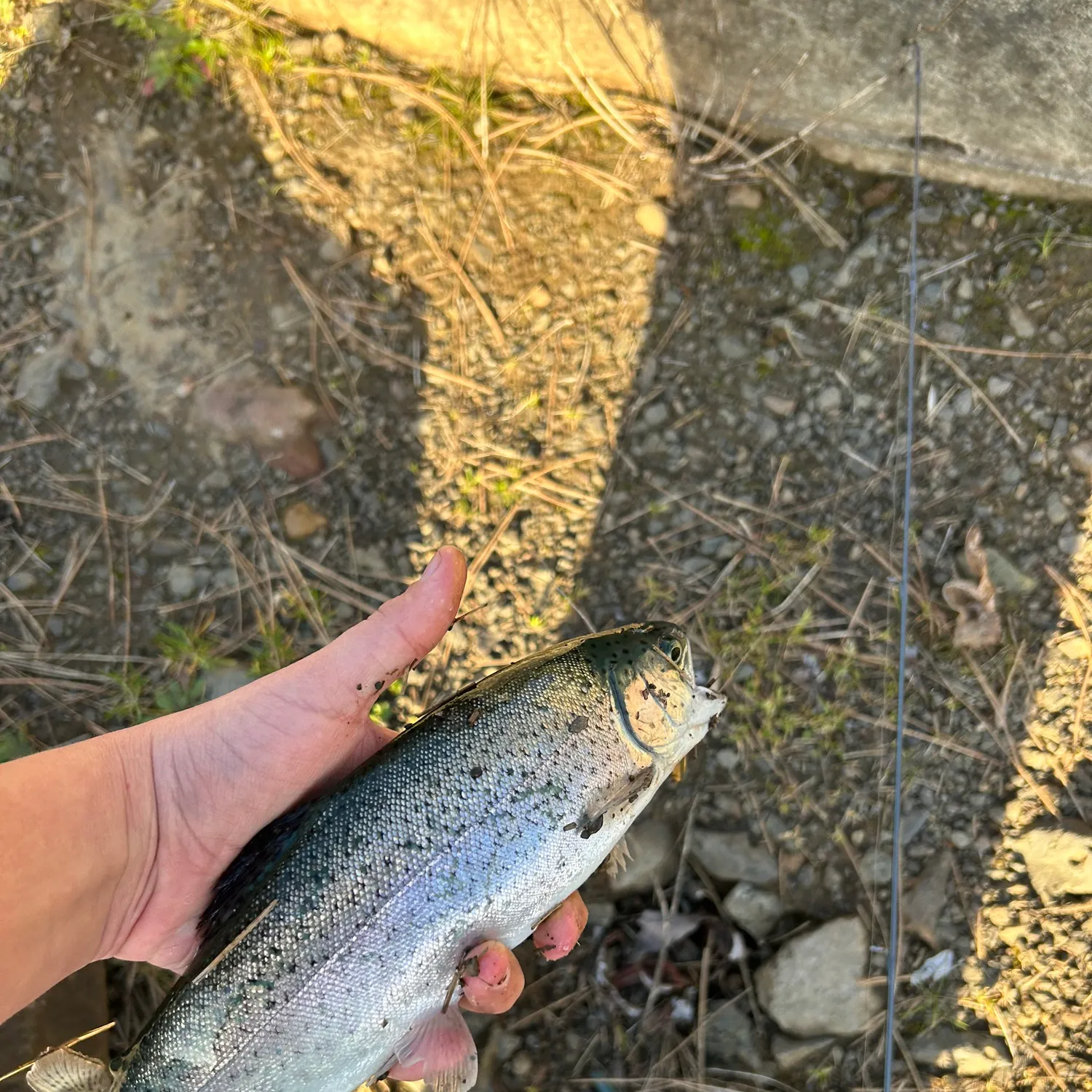The most recent Rainbow trout catches on Fishbrain