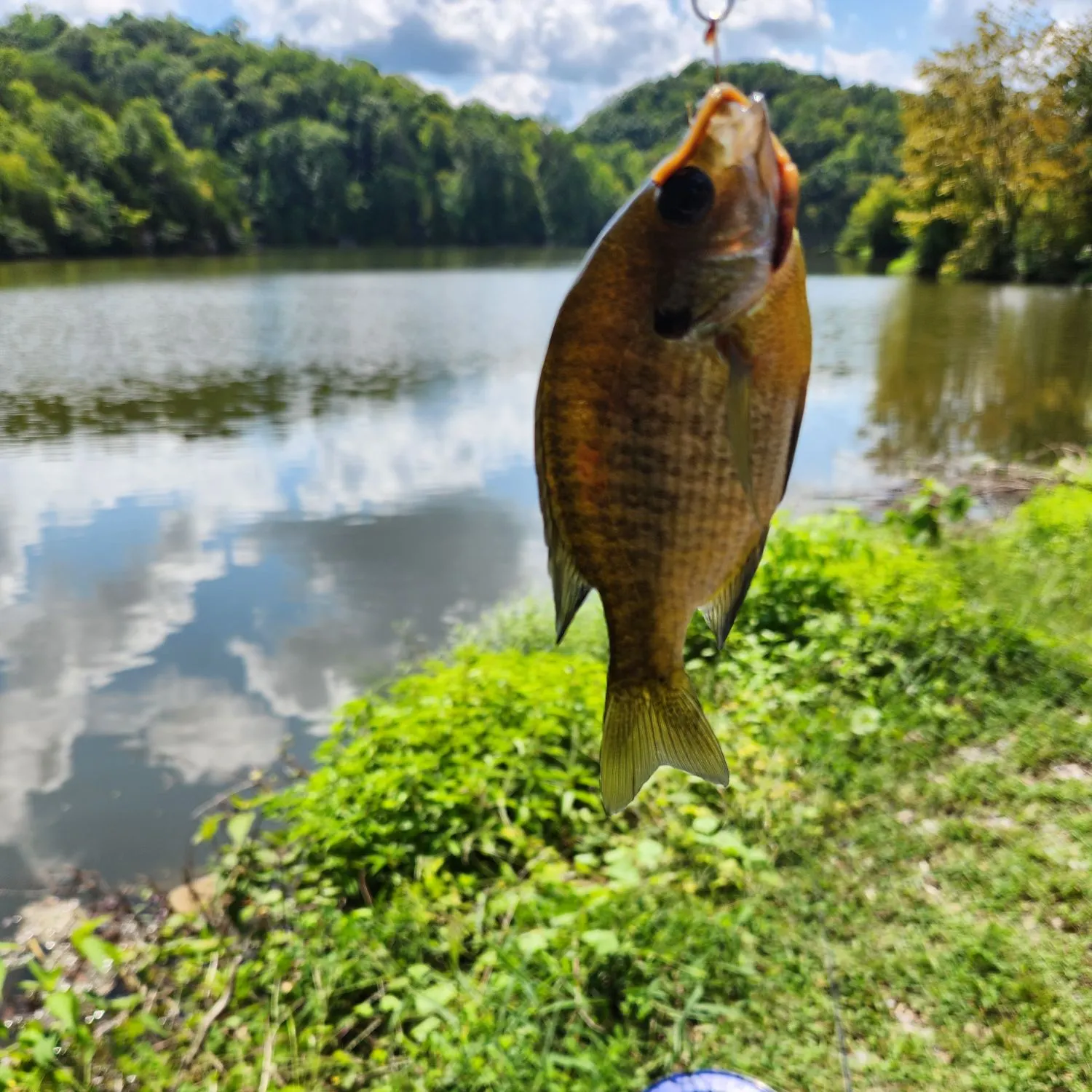 Bluegill caught on Fishbrain