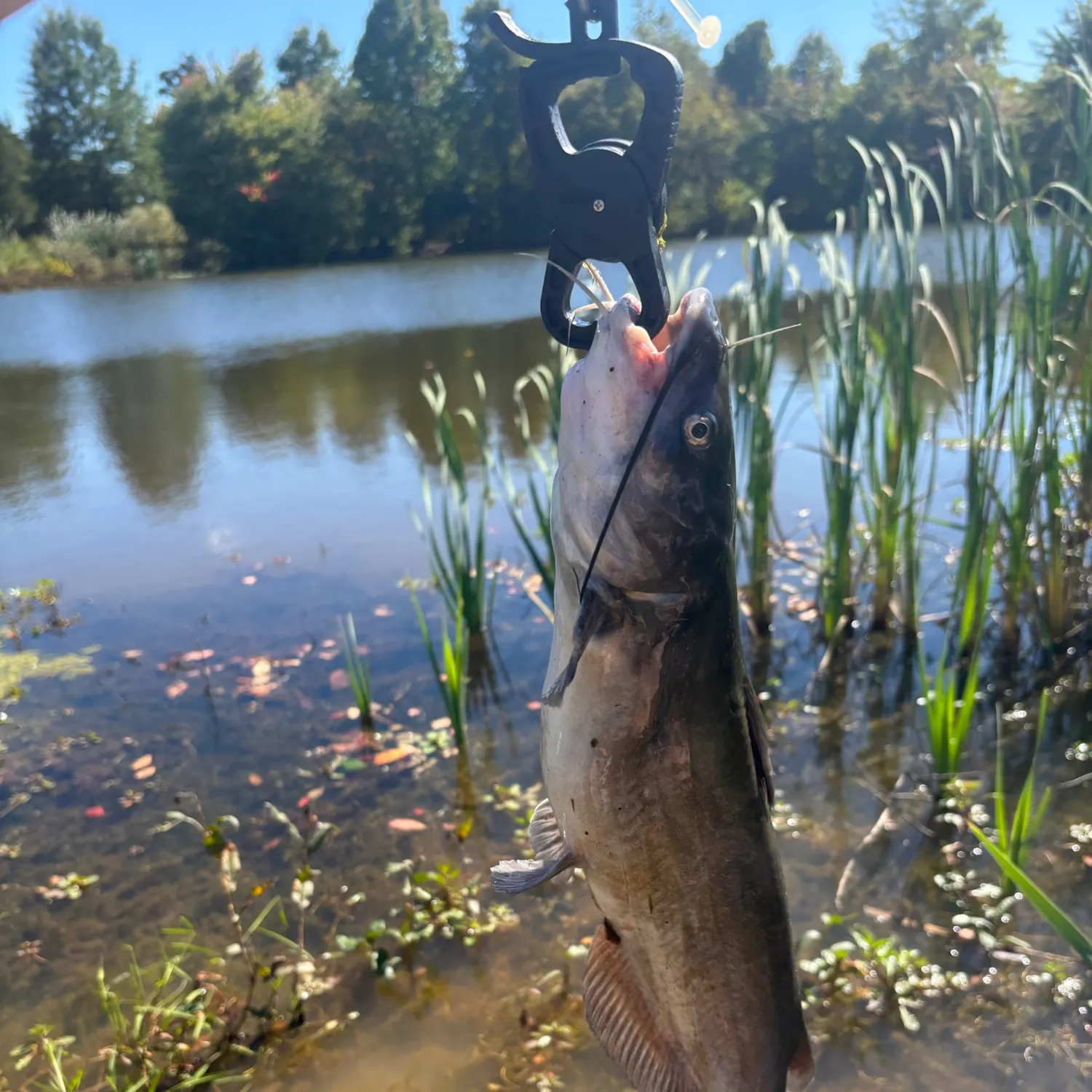 Channel catfish caught on Fishbrain