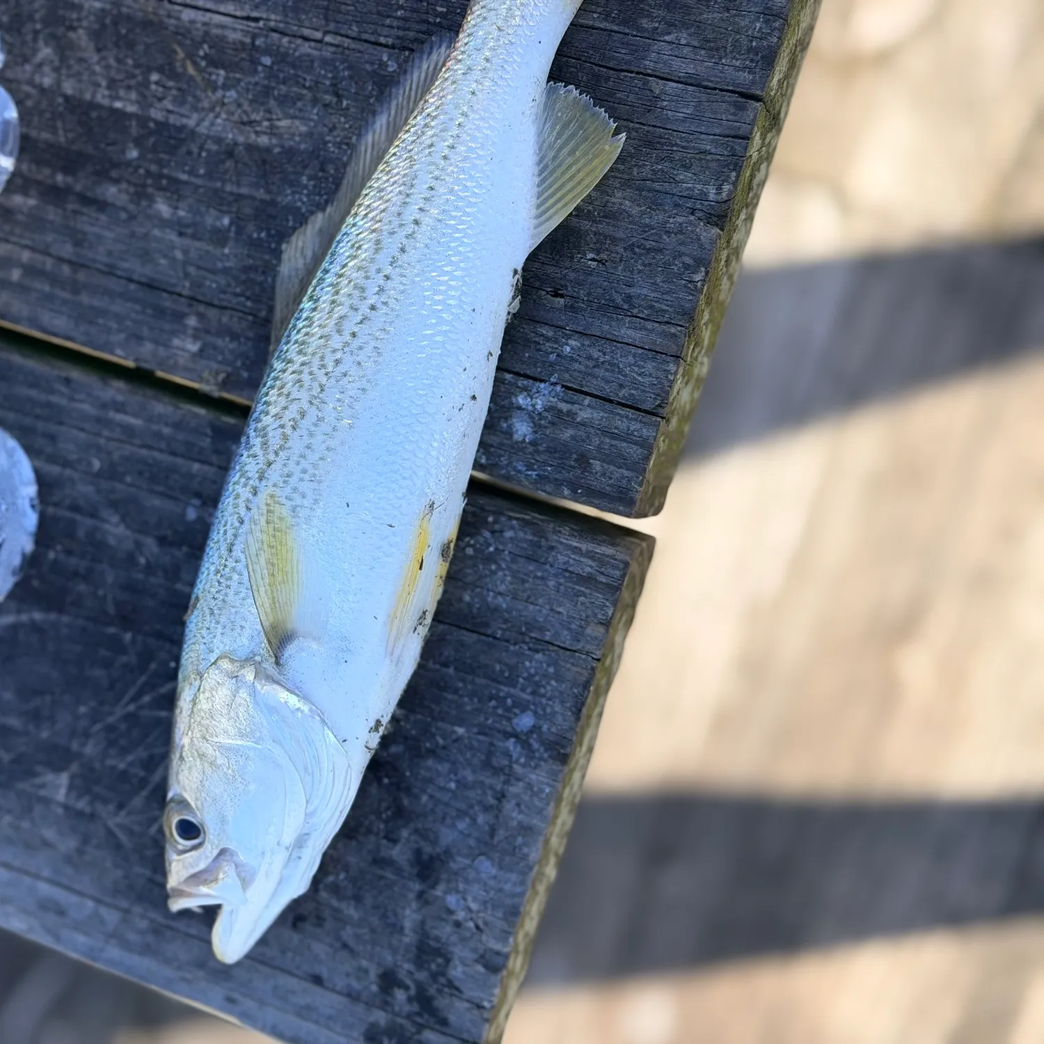 Gray weakfish caught on Fishbrain