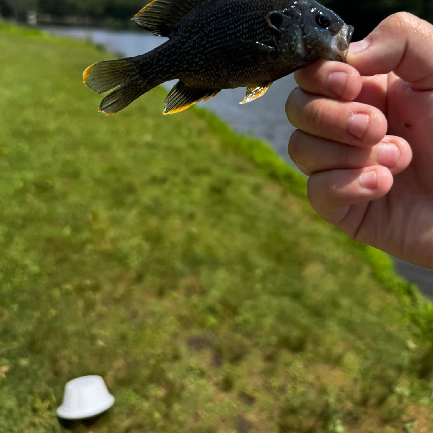The most recent Wargill hybrid catches on Fishbrain