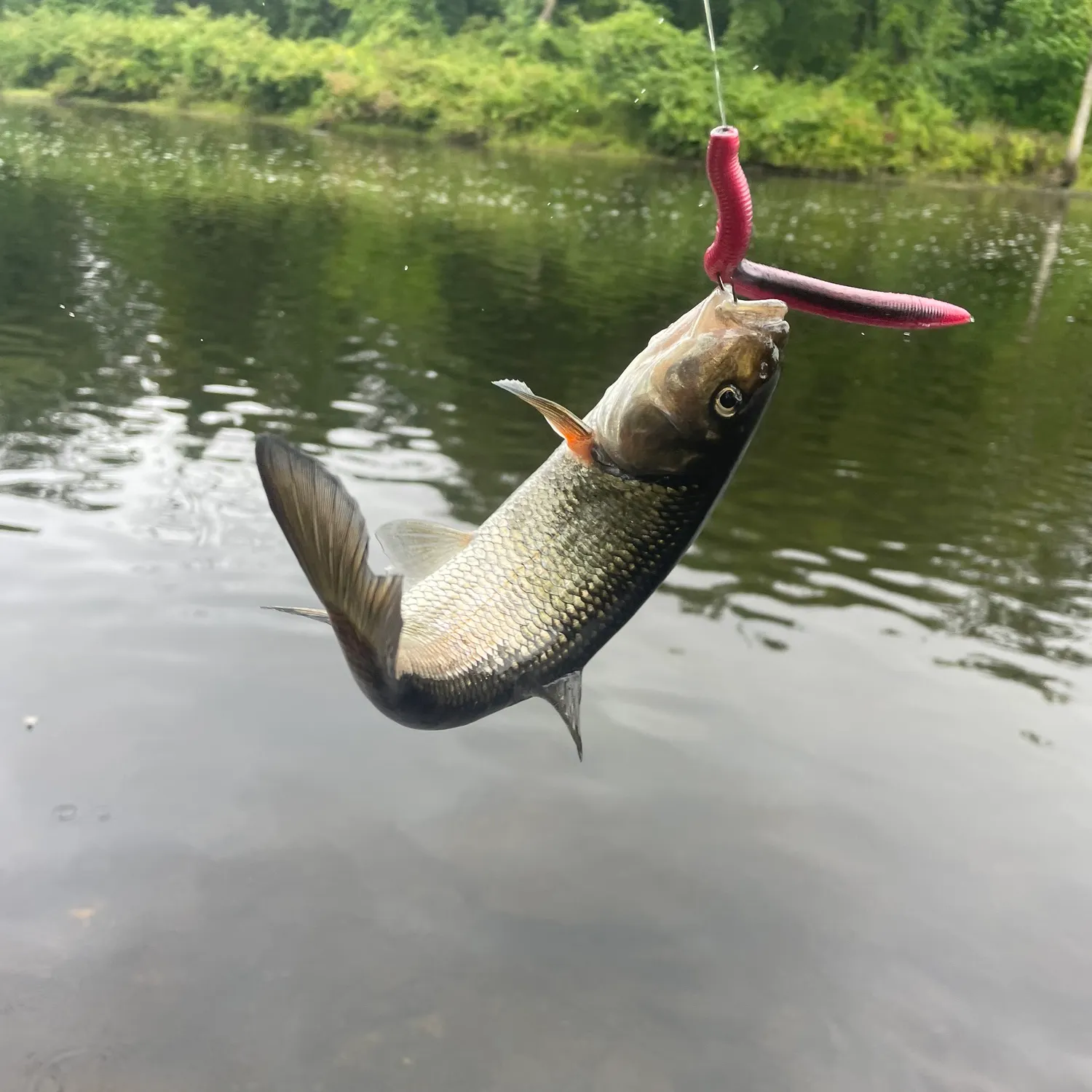Fallfish caught on Fishbrain