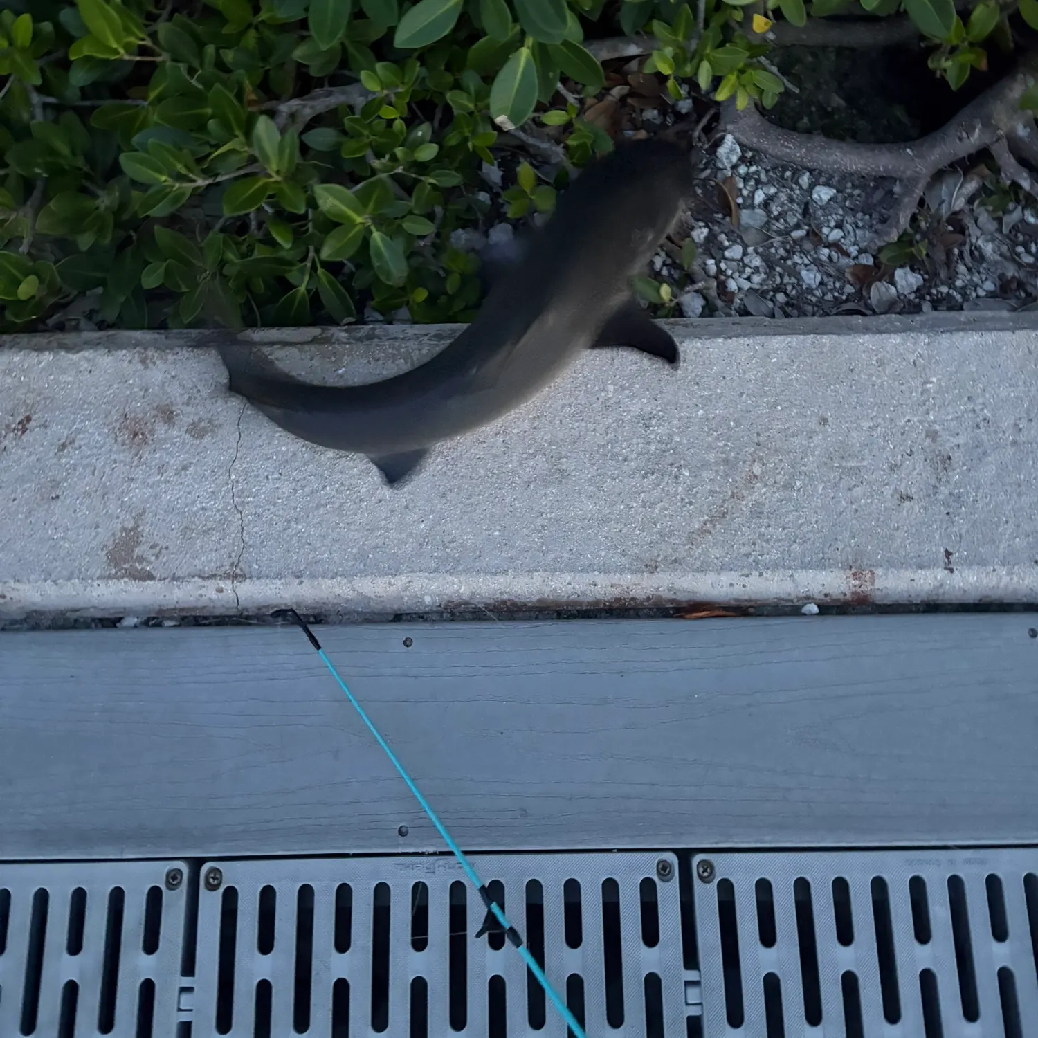 The most recent Grey reef shark catches on Fishbrain