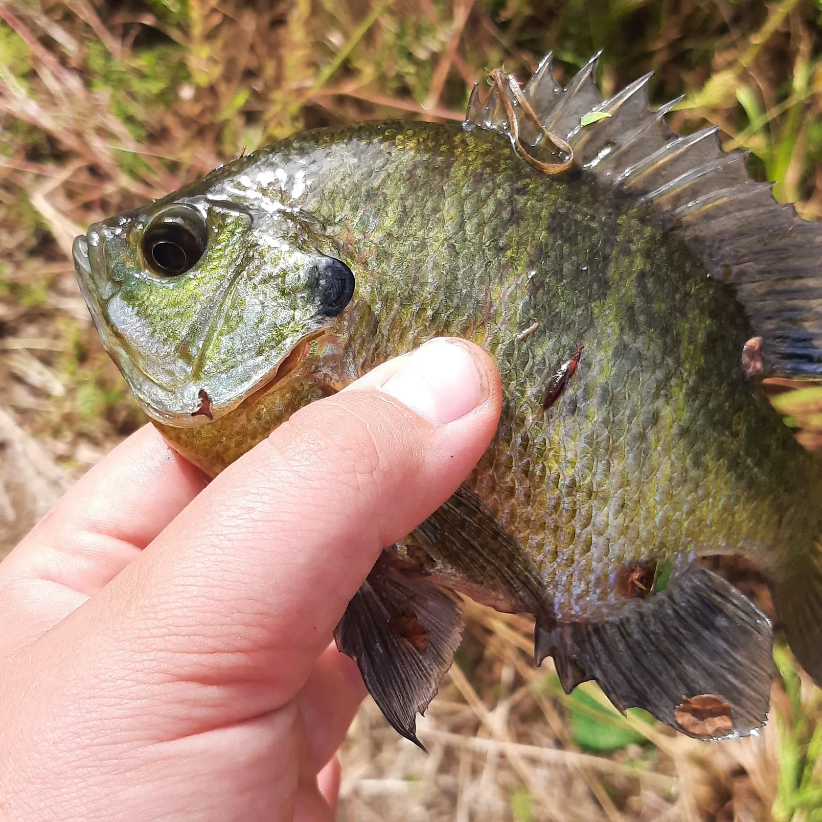 Bluegill caught on Fishbrain