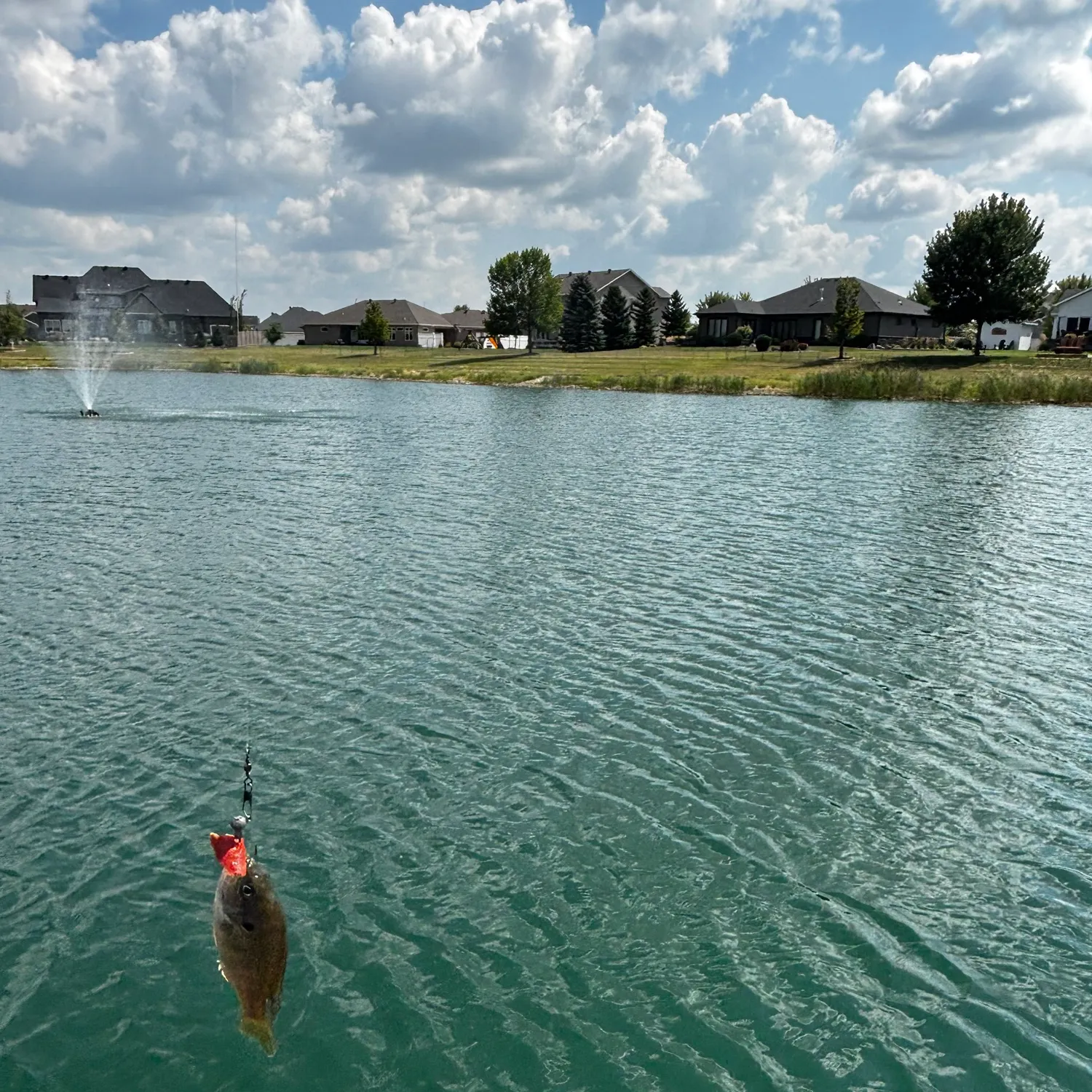 Bluegill caught on Fishbrain