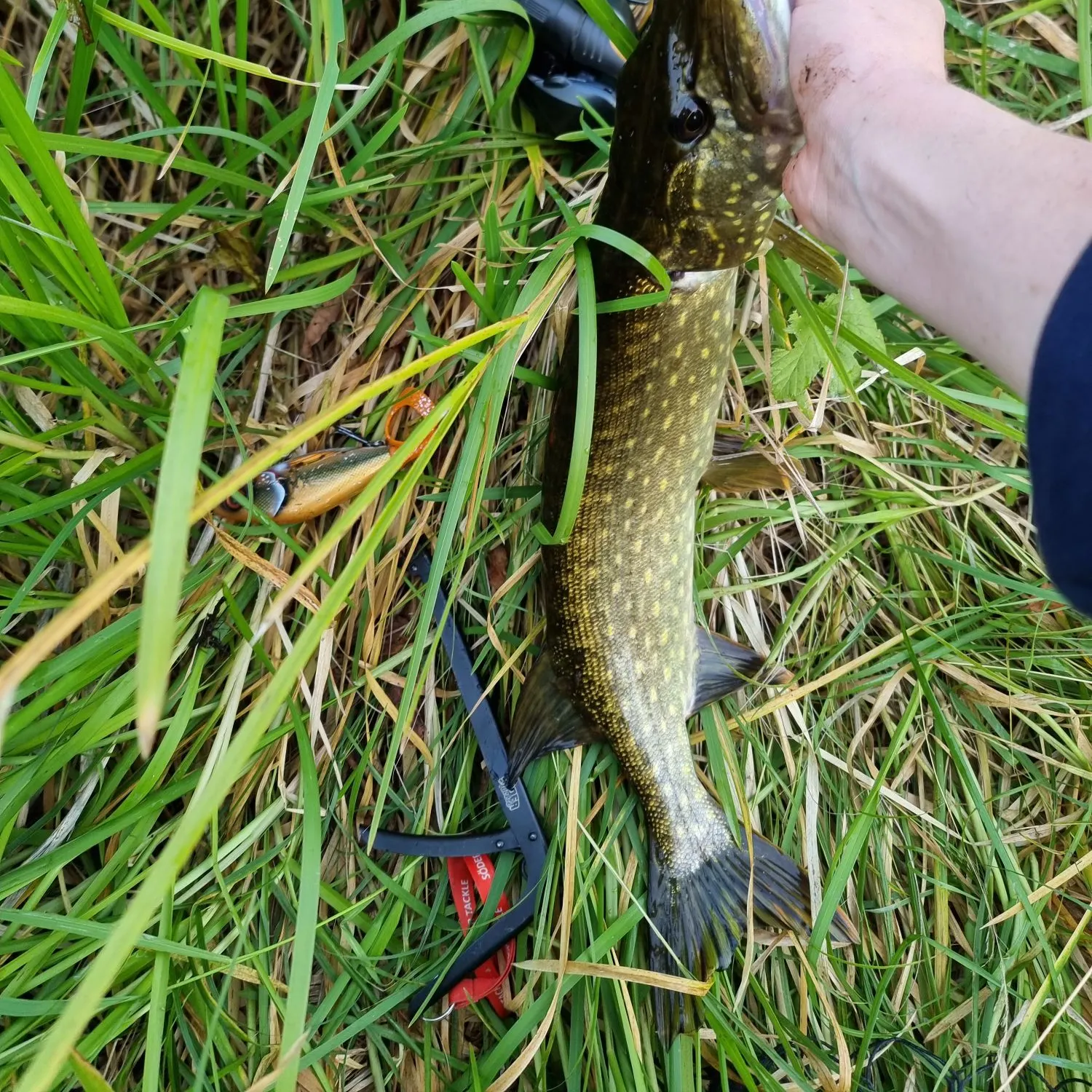 Northern pike caught on Fishbrain