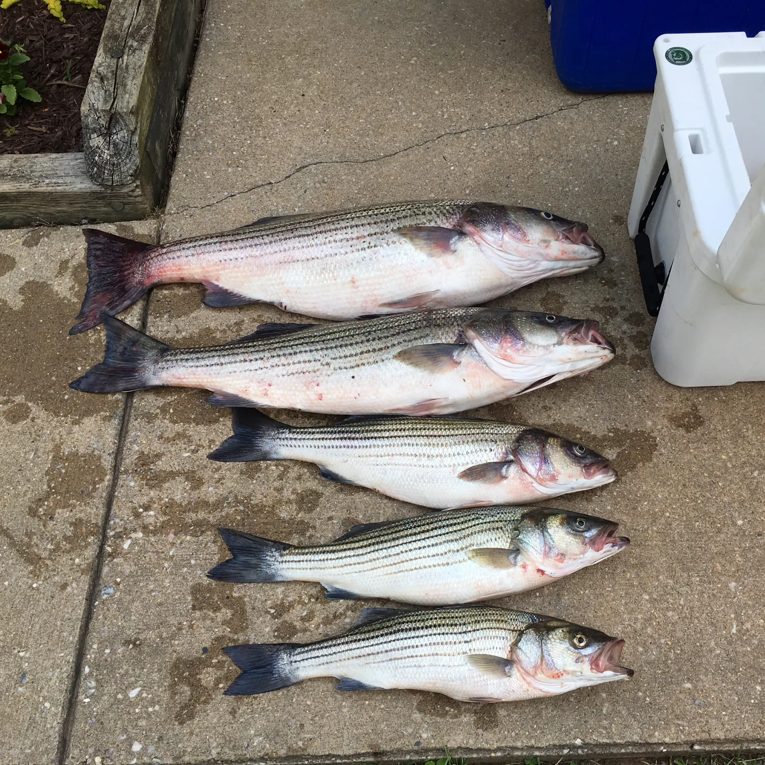 recently logged catches