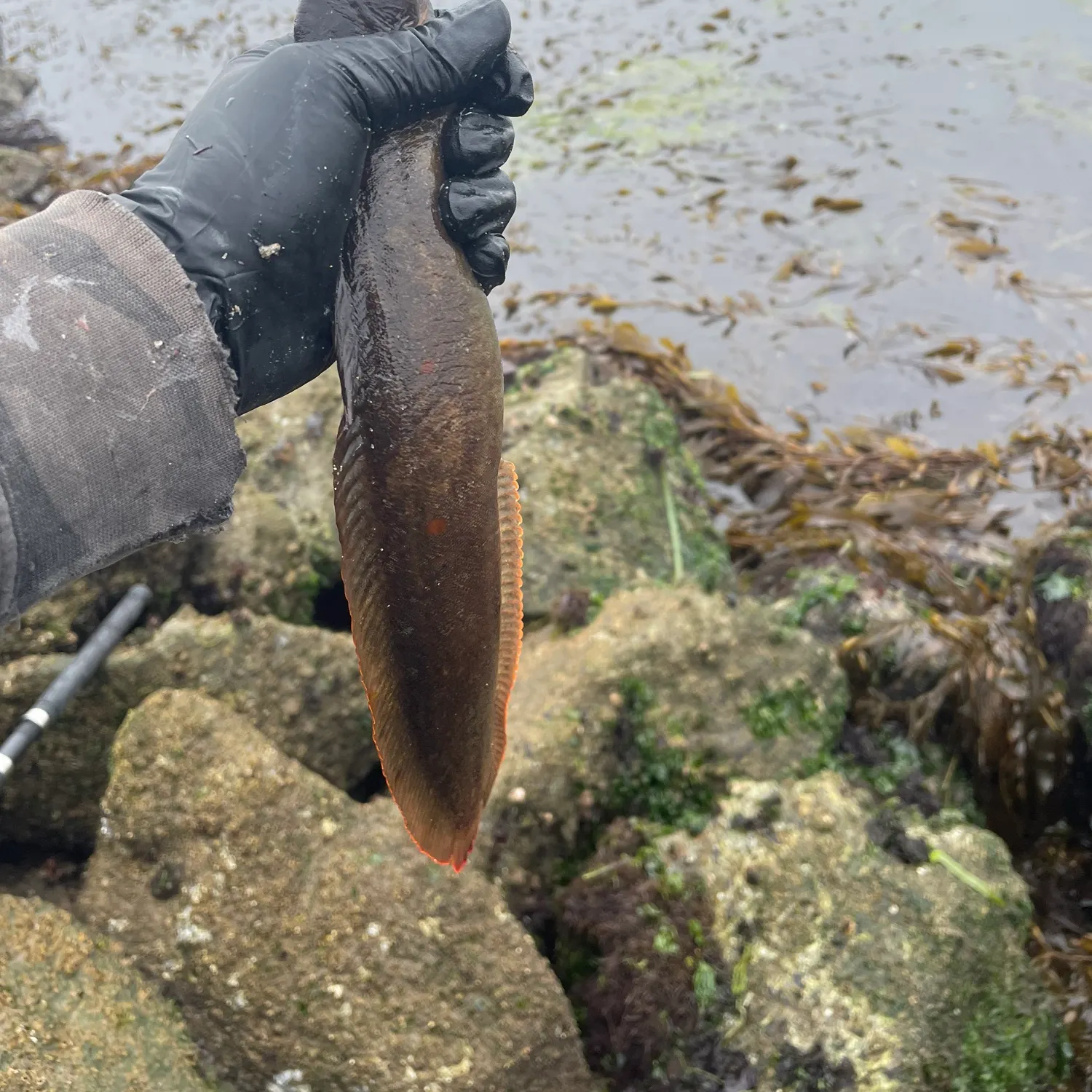The most recent Monkeyface prickleback catches on Fishbrain
