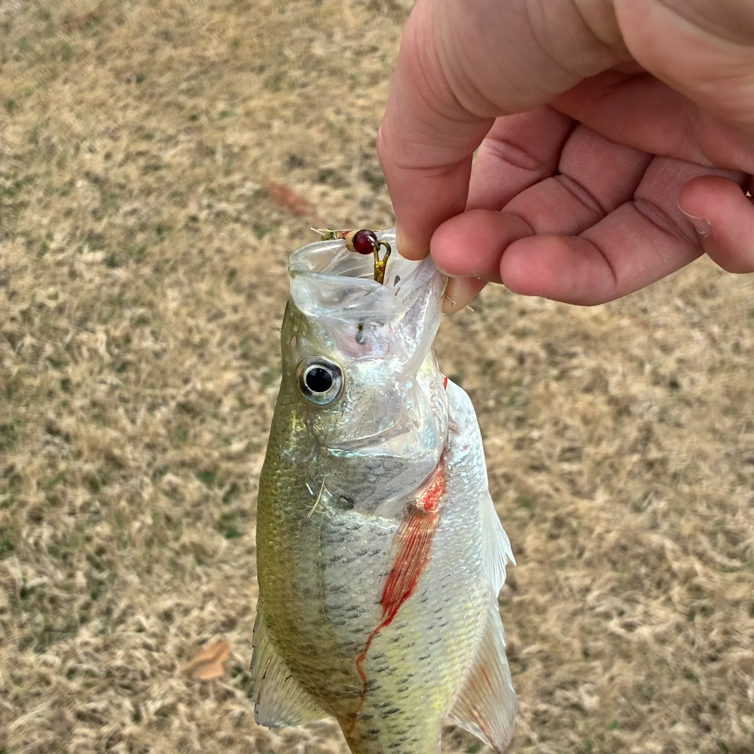 The most recent White crappie catches on Fishbrain