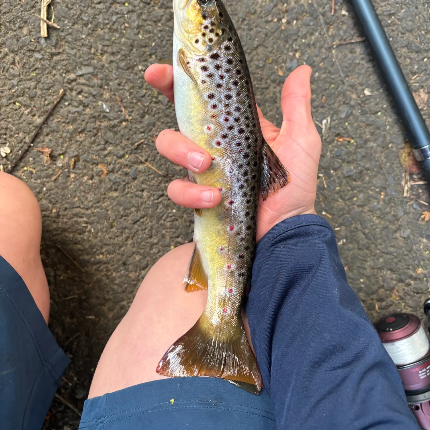 Brown trout caught on Fishbrain