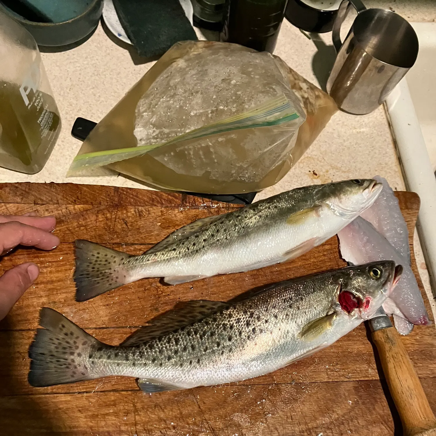 recently logged catches