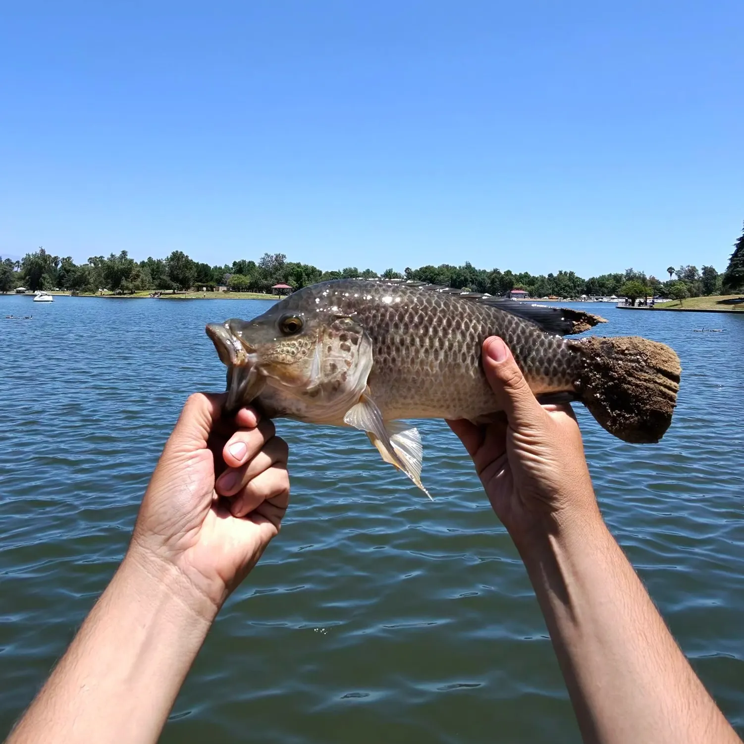 The most recent California hybrid tilapia catches on Fishbrain