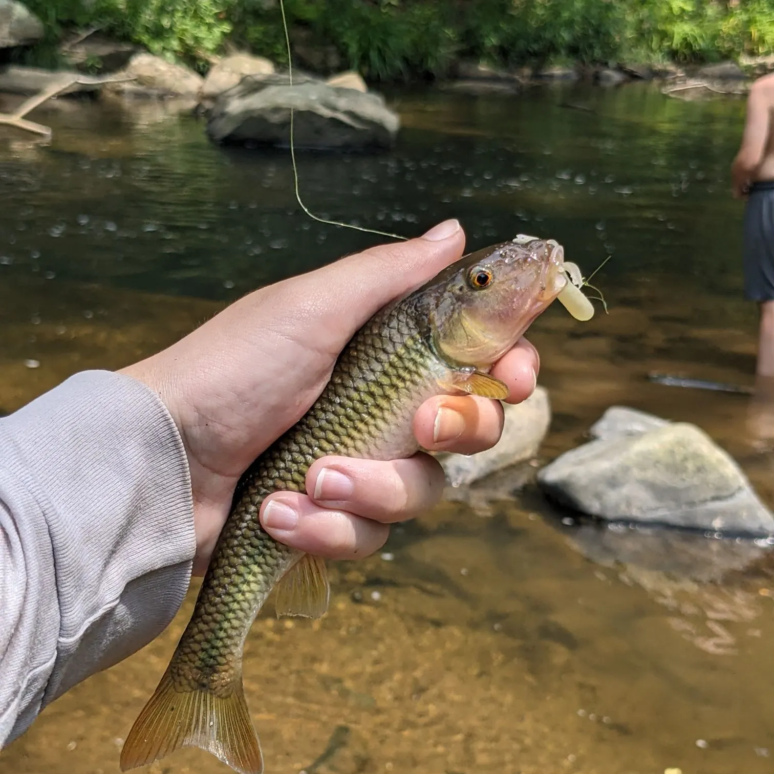 most liked catch image