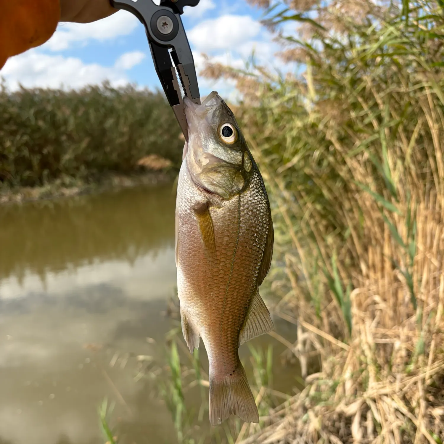 White perch caught on Fishbrain