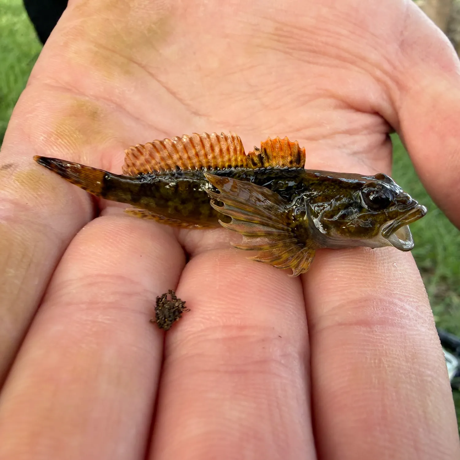 The most recent Orangethroat darter catches on Fishbrain
