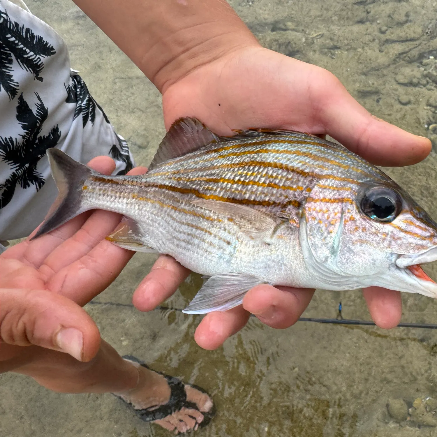 The most recent Tomtate grunt catches on Fishbrain
