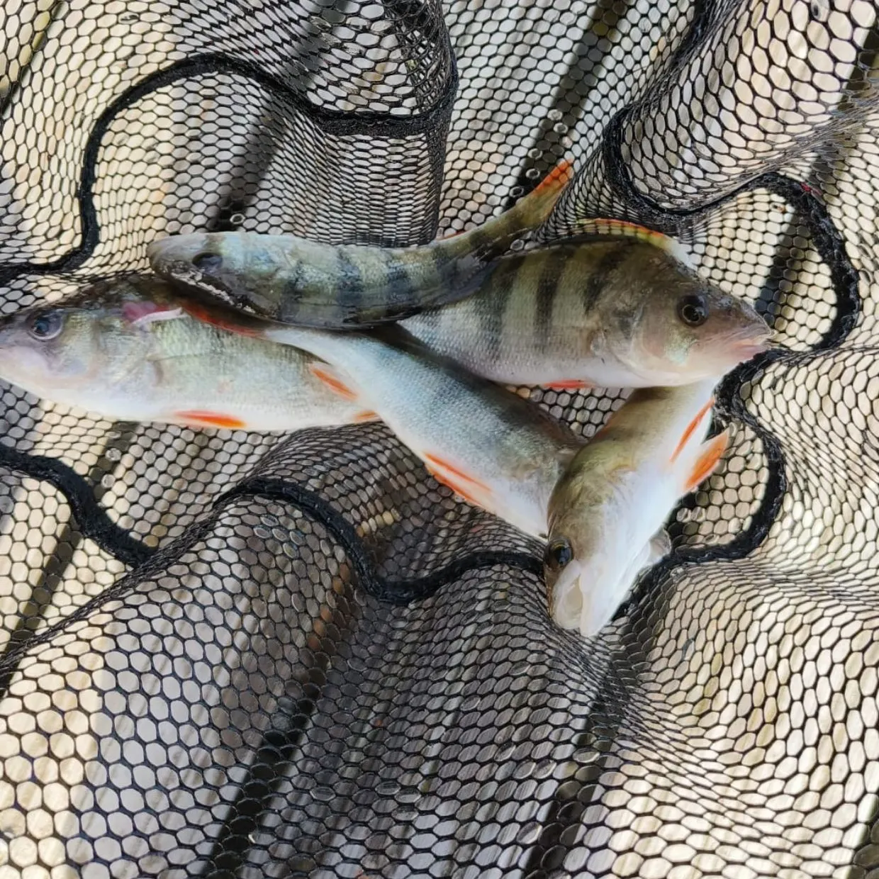 European perch caught on Fishbrain