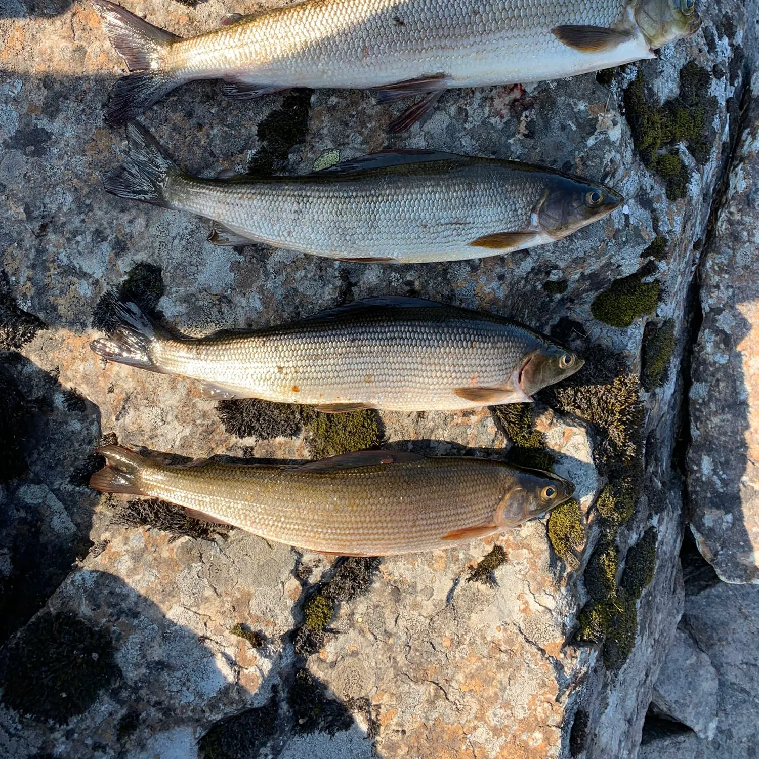 recently logged catches