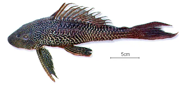 Amazon sailfin catfish