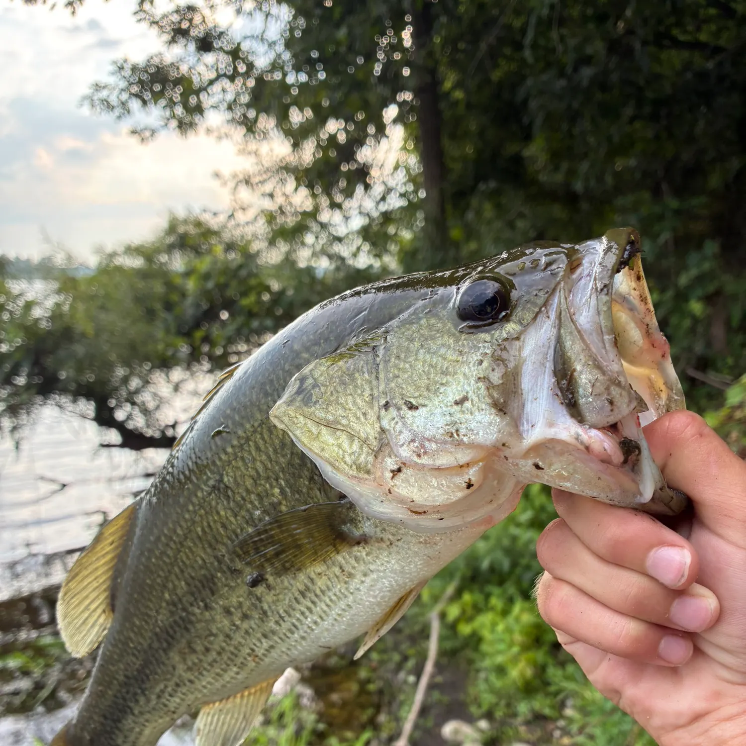 Largemouth bass caught on Fishbrain