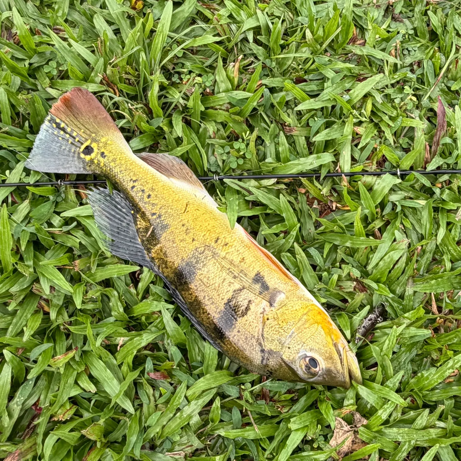 Speckled peacock bass caught on Fishbrain