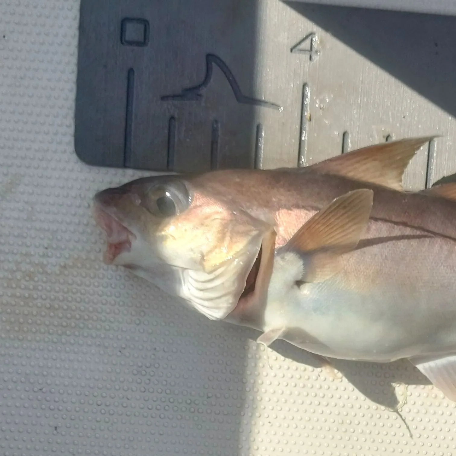 Haddock caught on Fishbrain
