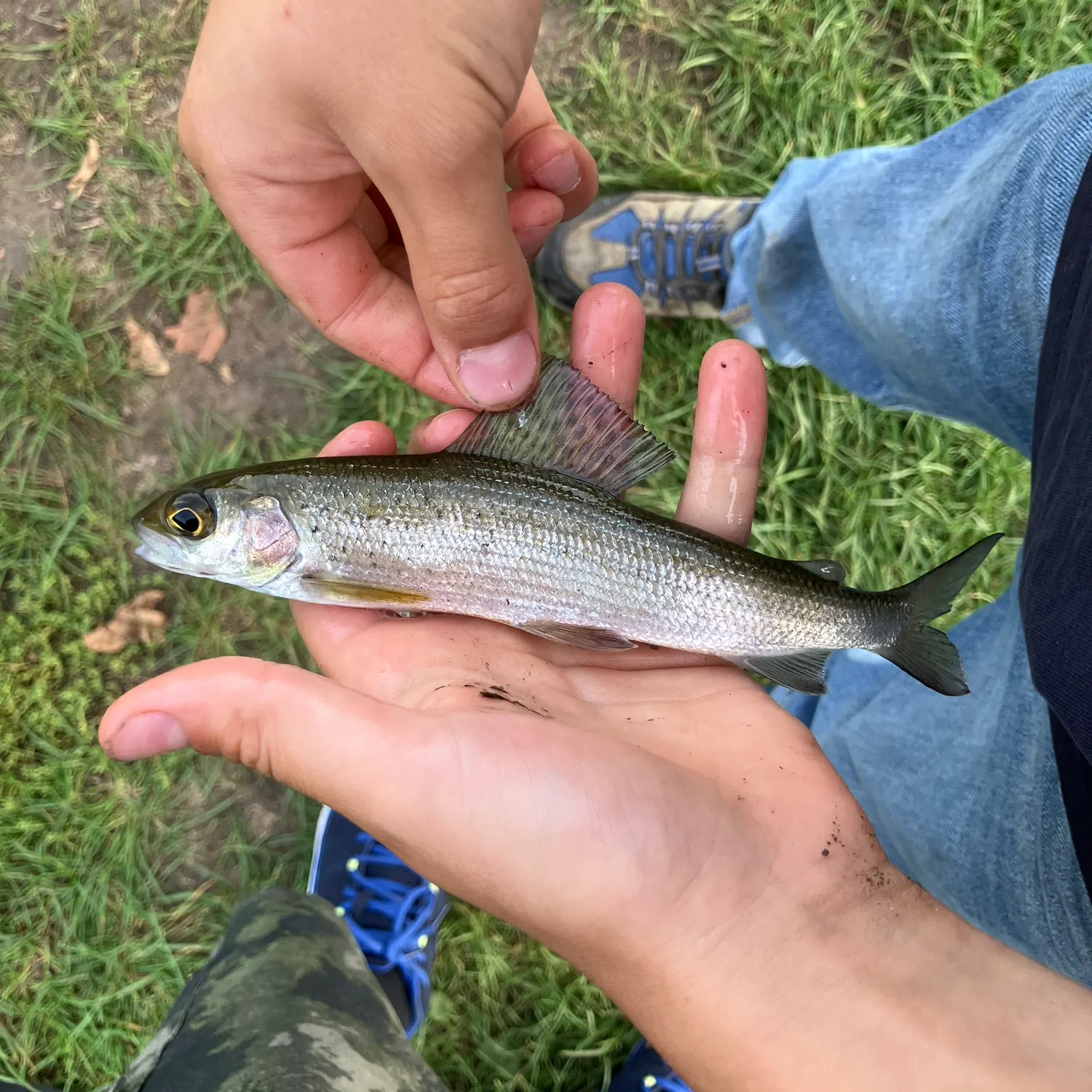 The most recent European grayling catches on Fishbrain