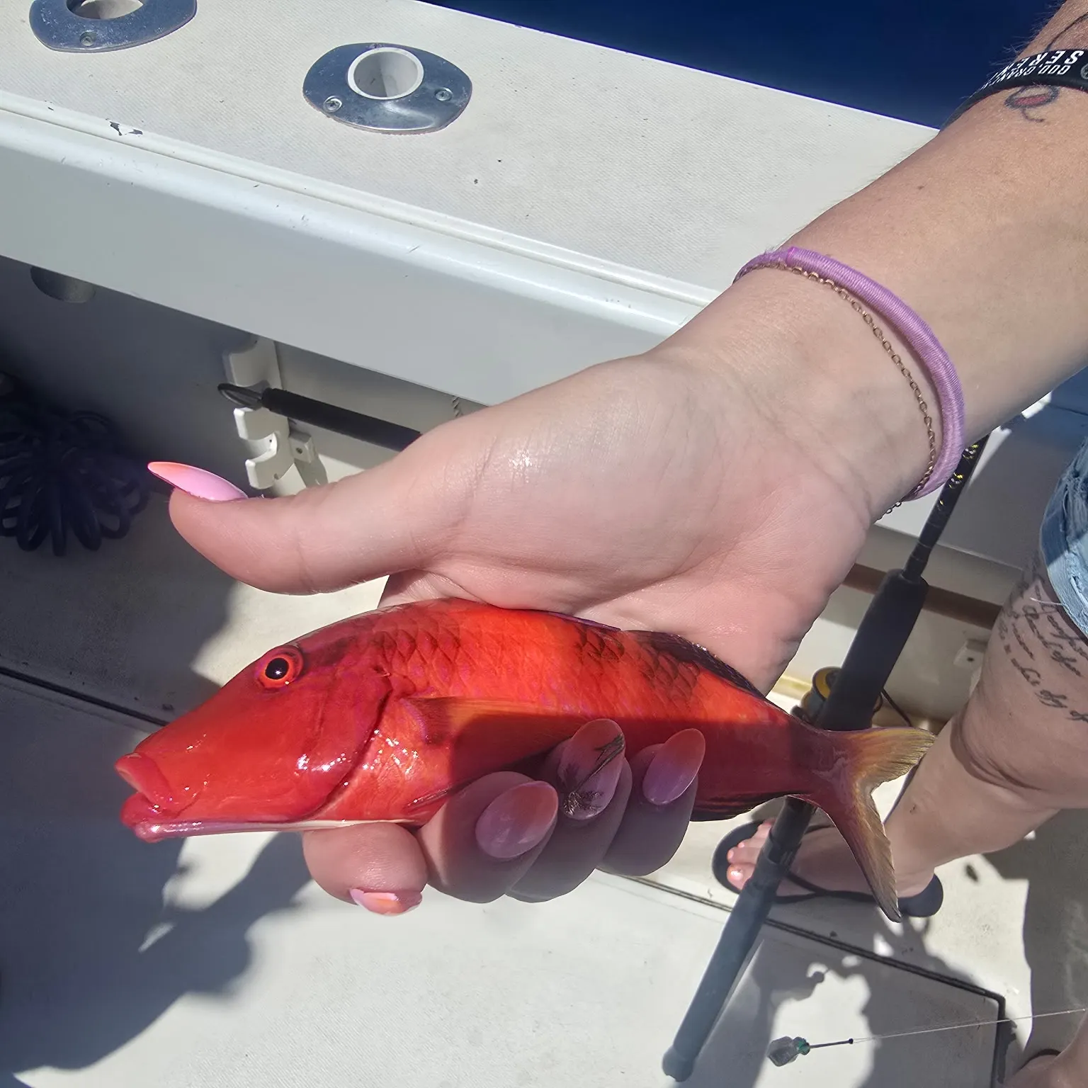 The most recent Island goatfish catches on Fishbrain
