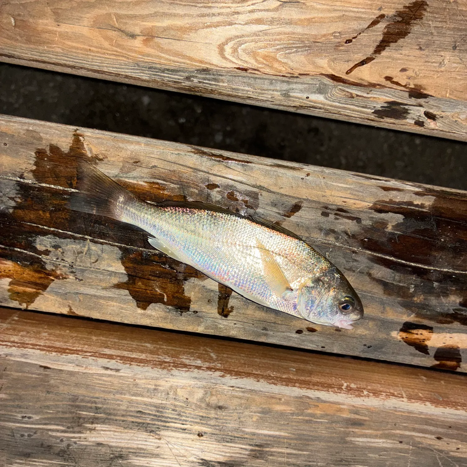 The most recent White croaker catches on Fishbrain