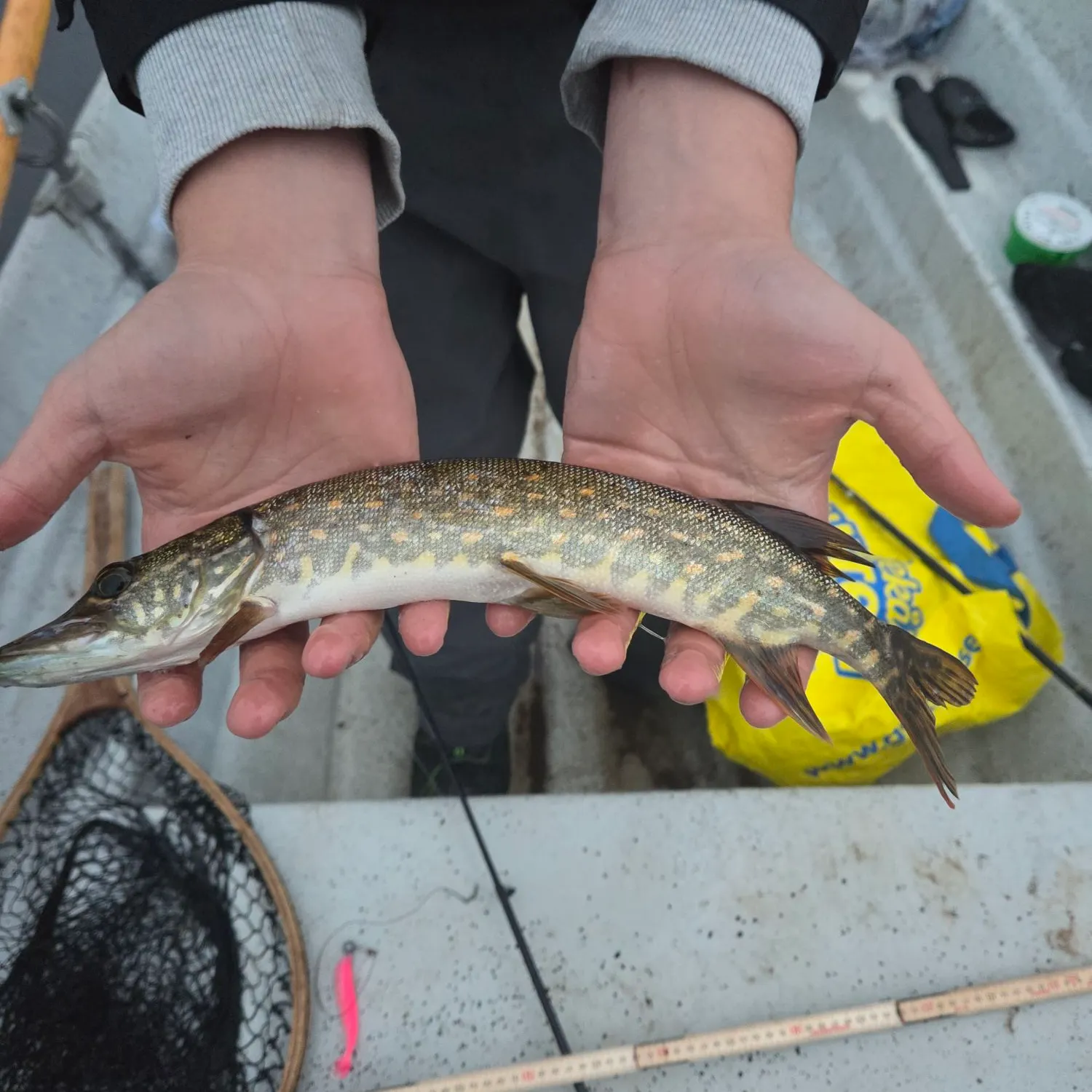 Northern pike caught on Fishbrain