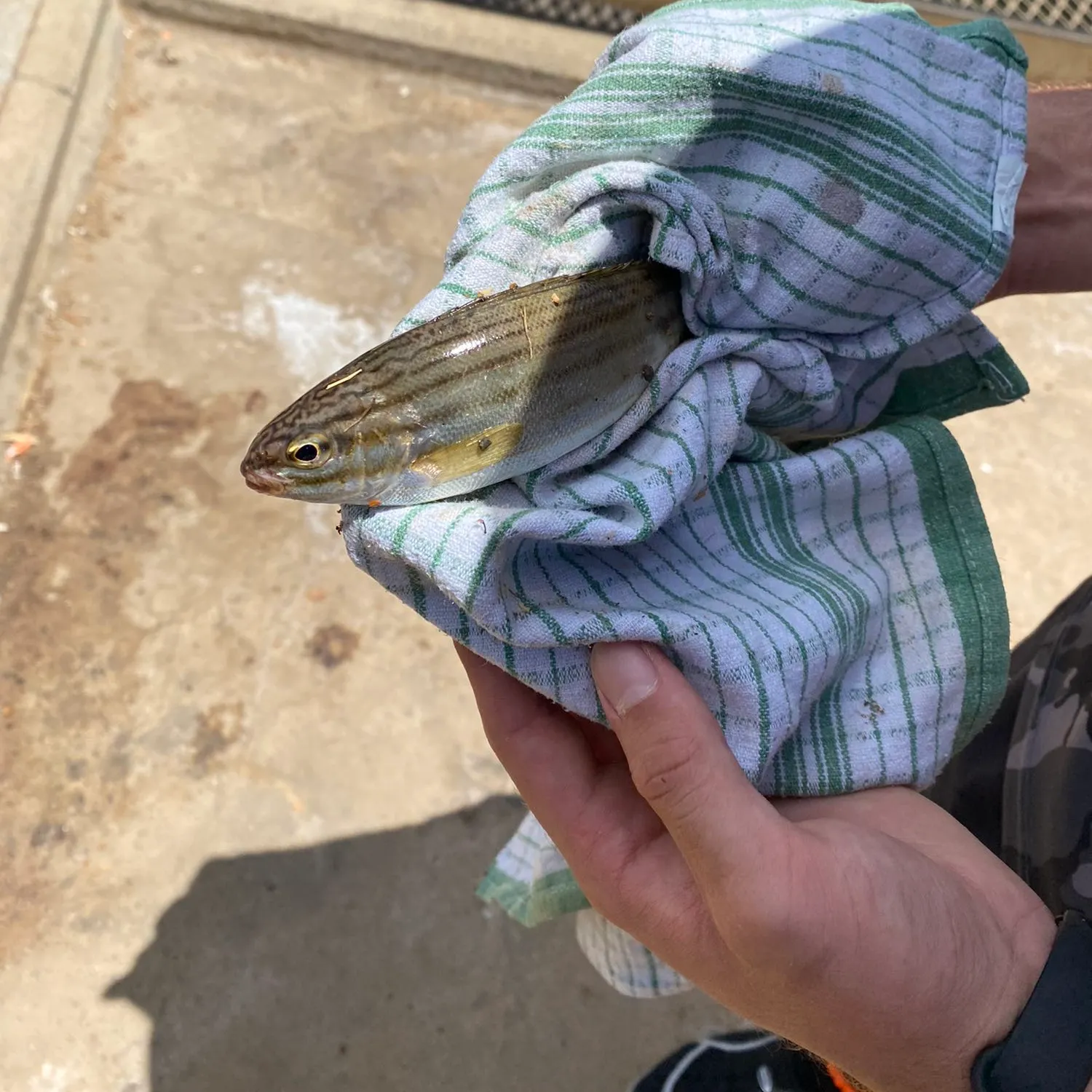 Fish caught on Fishbrain