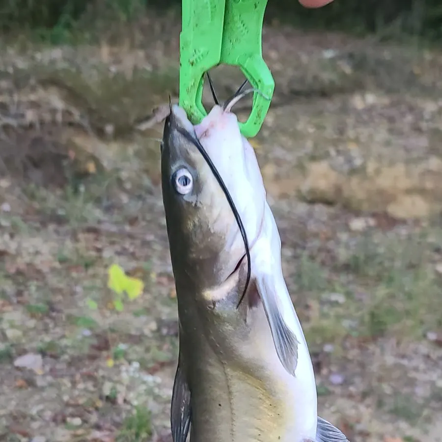 Channel catfish caught on Fishbrain