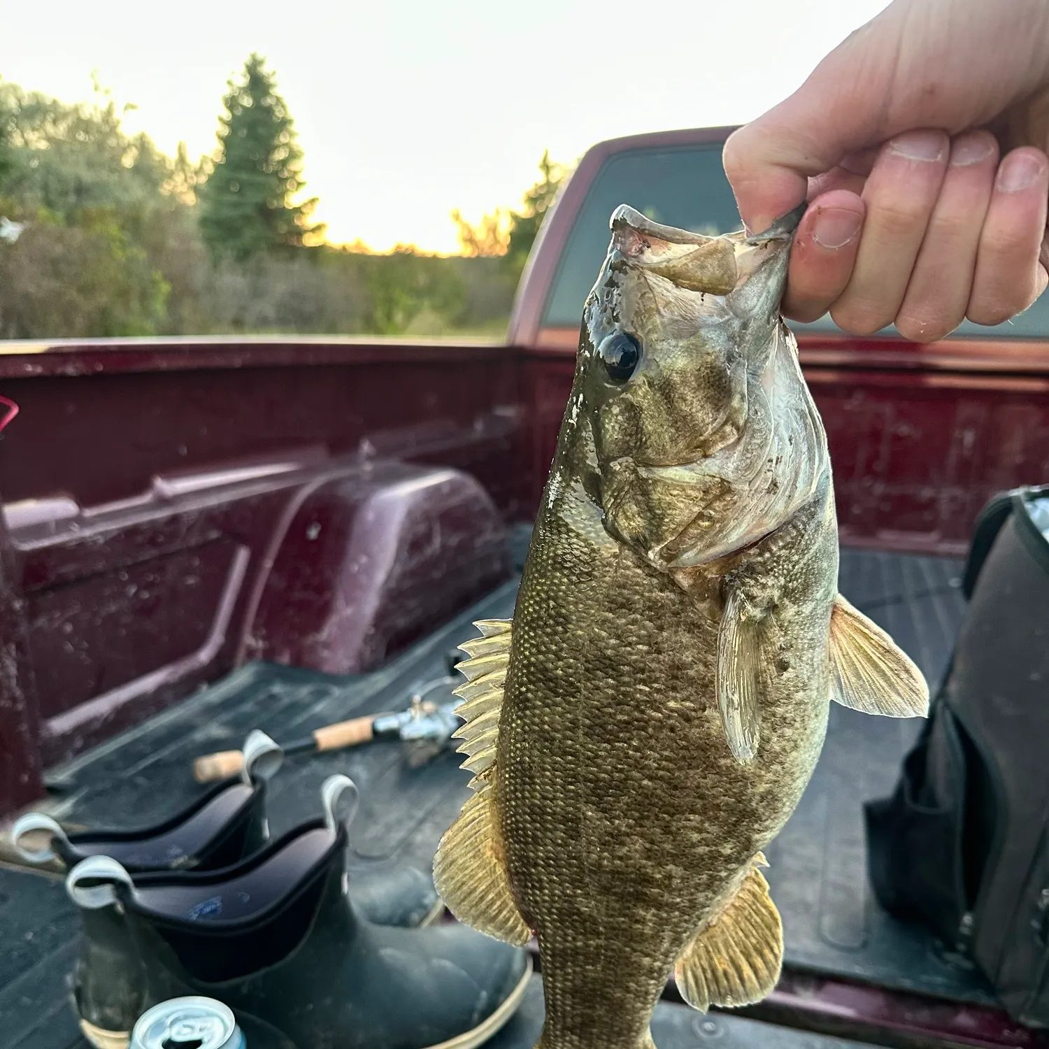 Smallmouth bass caught on Fishbrain