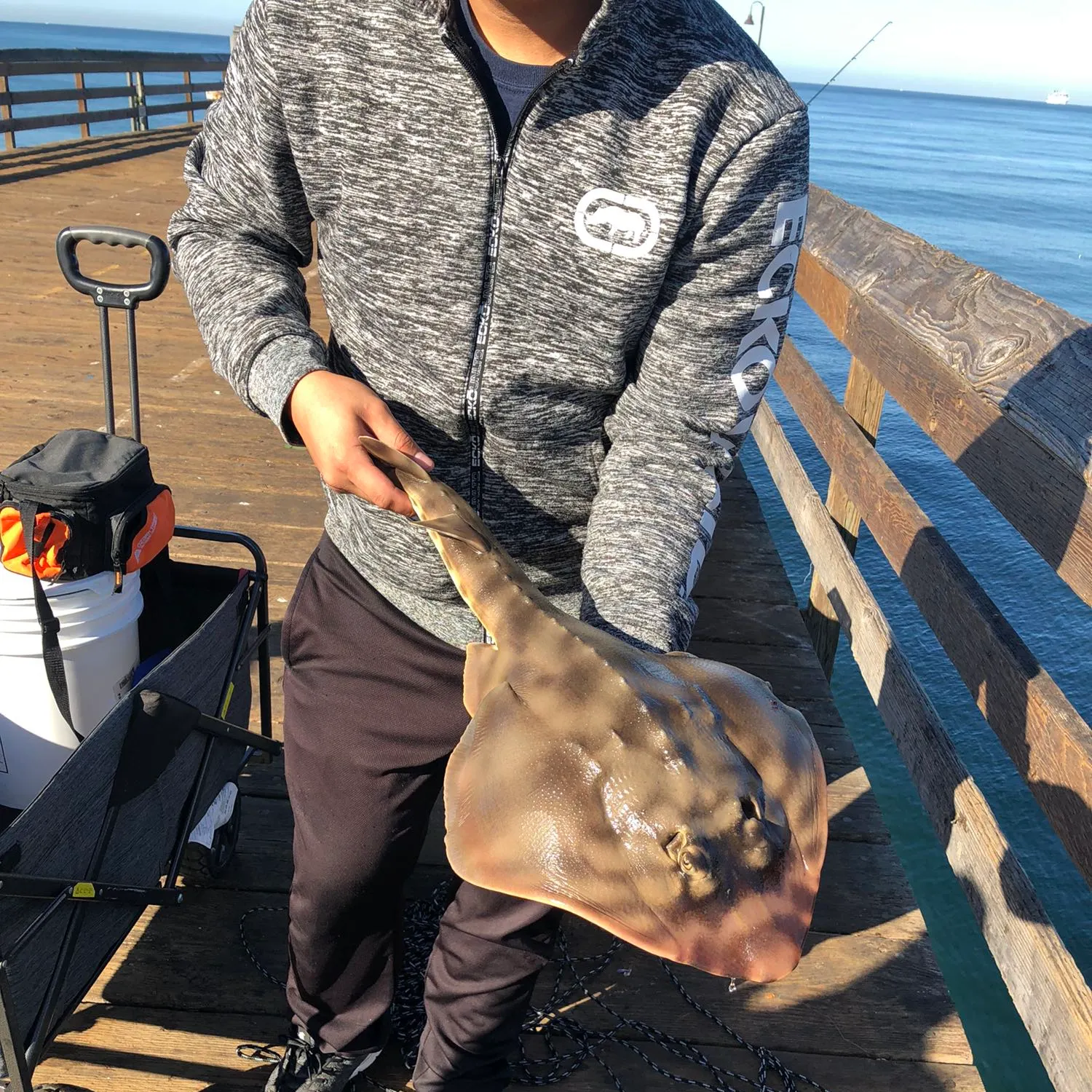 The most popular recent Pacific shovelnose guitarfish catch on Fishbrain