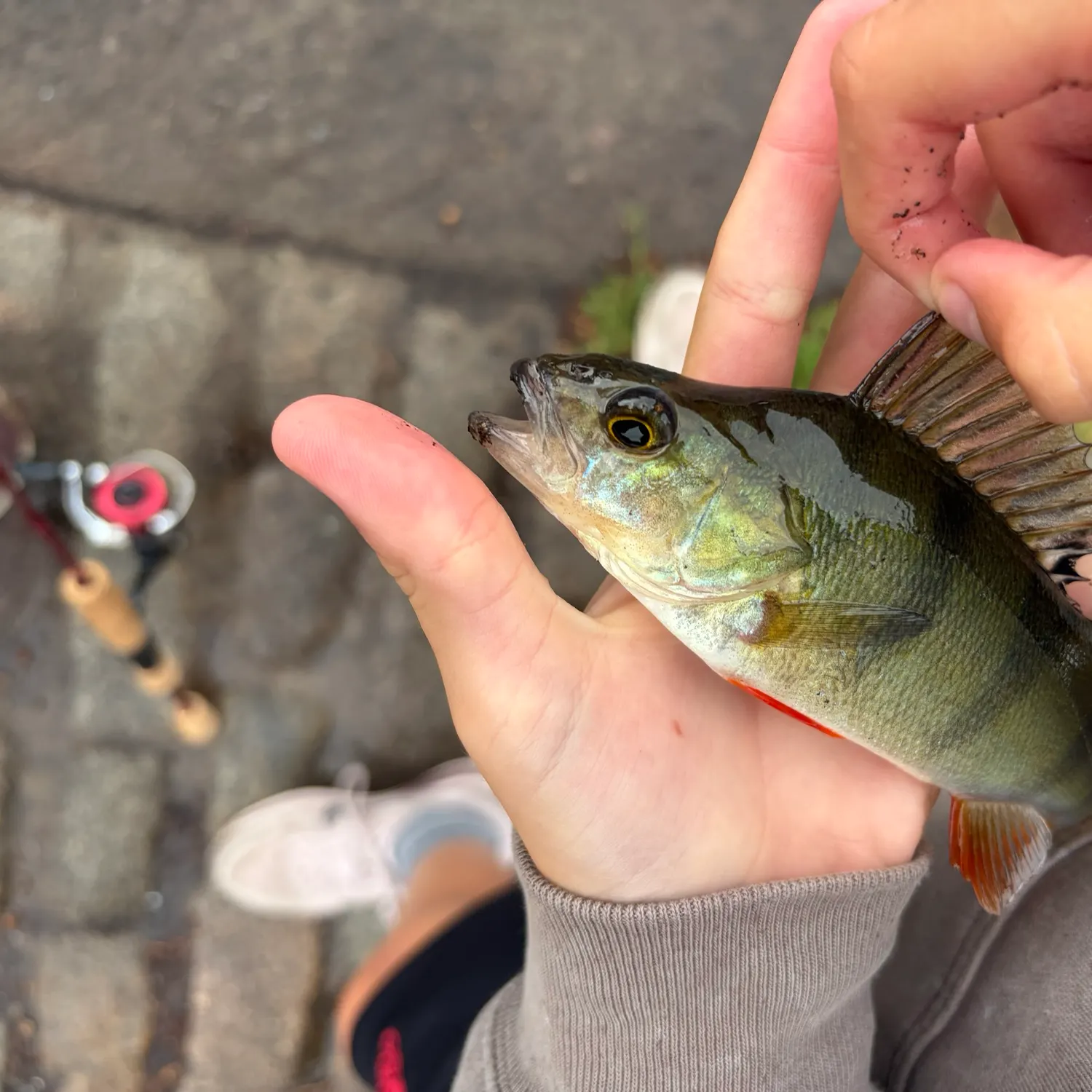 European perch caught on Fishbrain