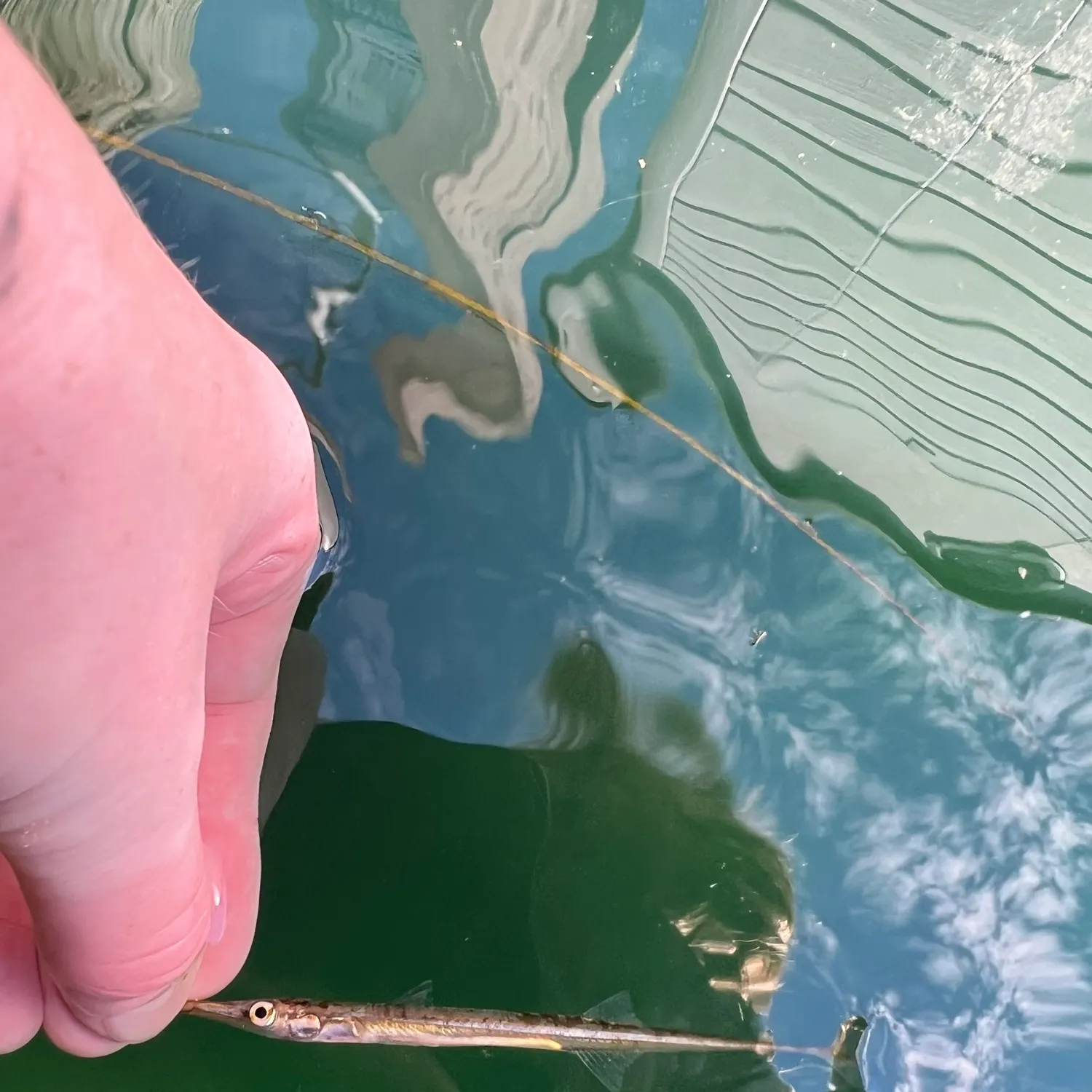Tubenose caught on Fishbrain