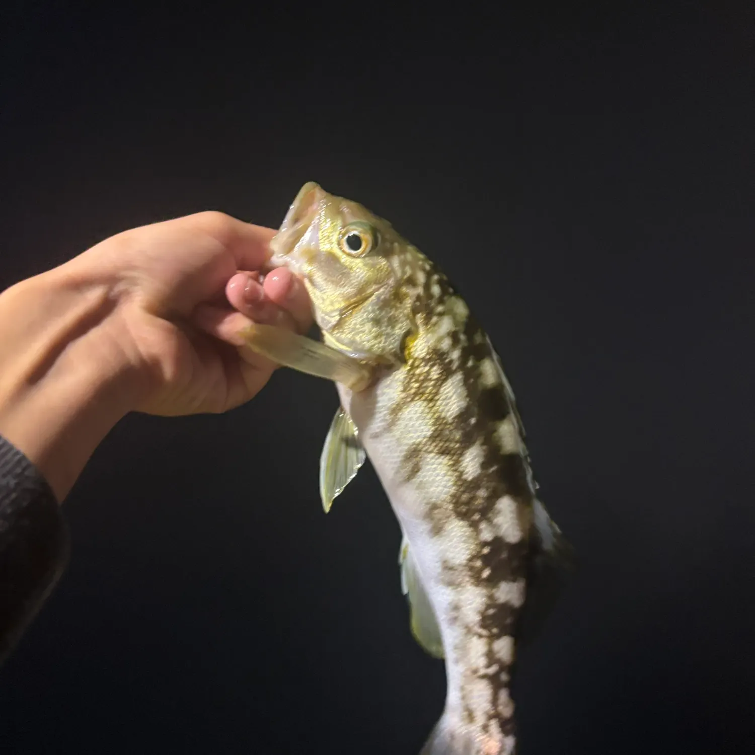 The most recent Kelp bass catches on Fishbrain