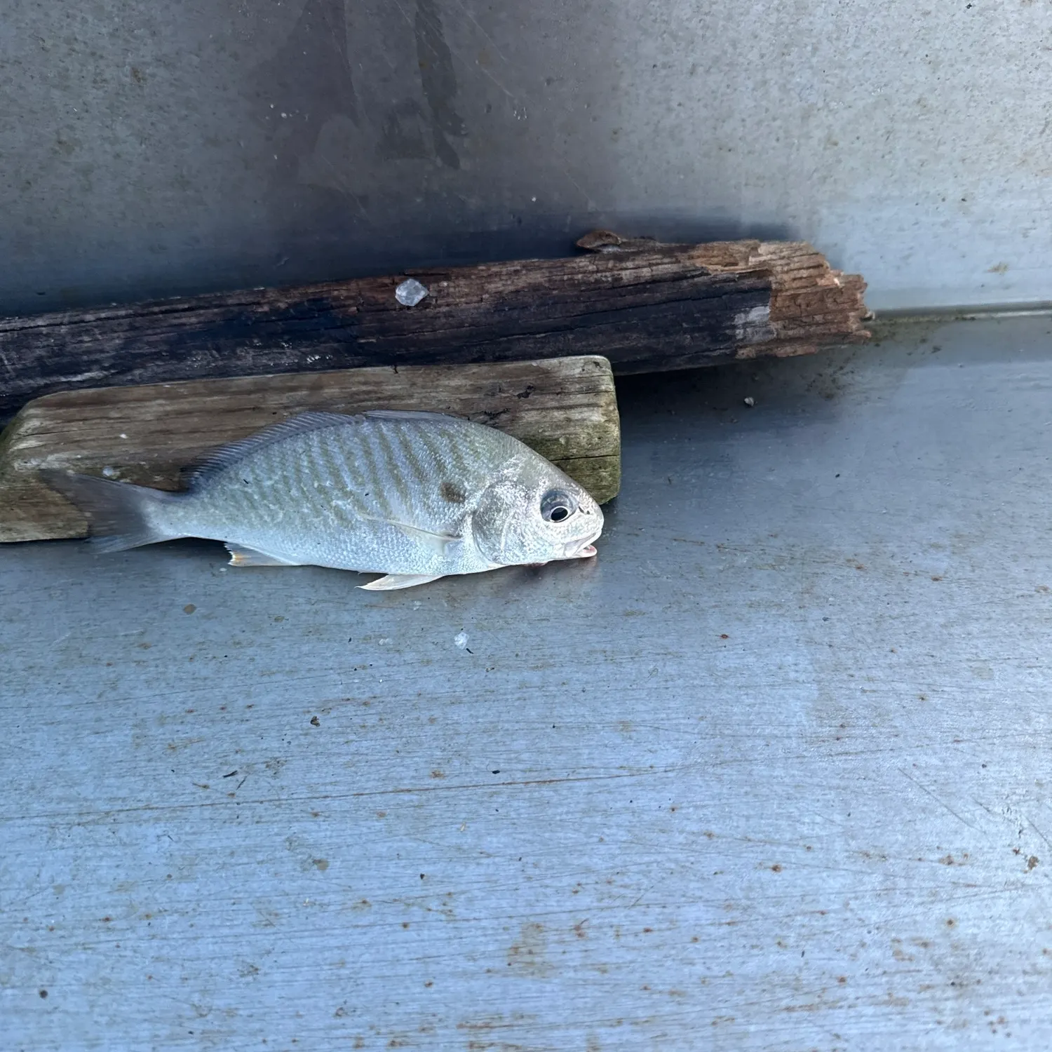 The most recent Spot croaker catches on Fishbrain