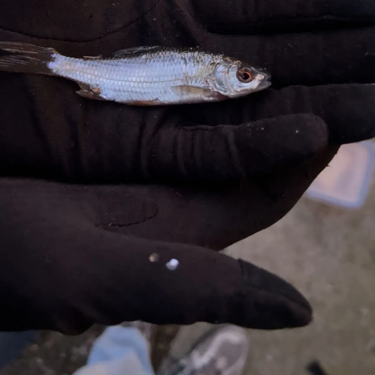 The most recent Common bleak catches on Fishbrain