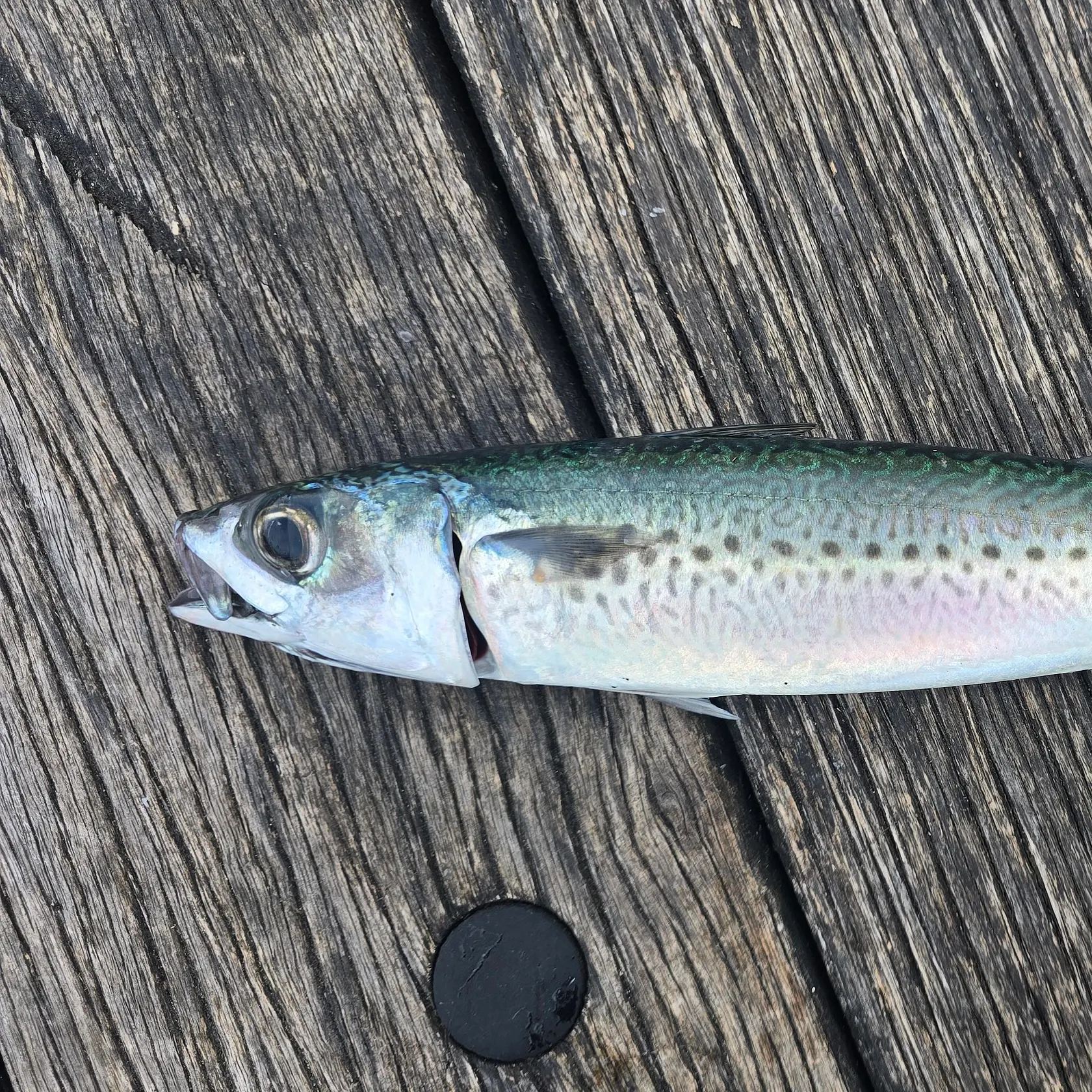 The most recent Blue mackerel catches on Fishbrain