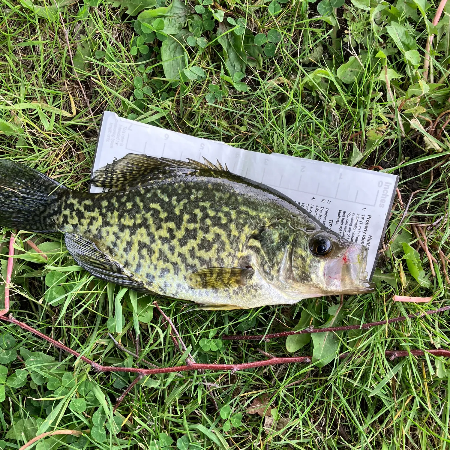 recently logged catches