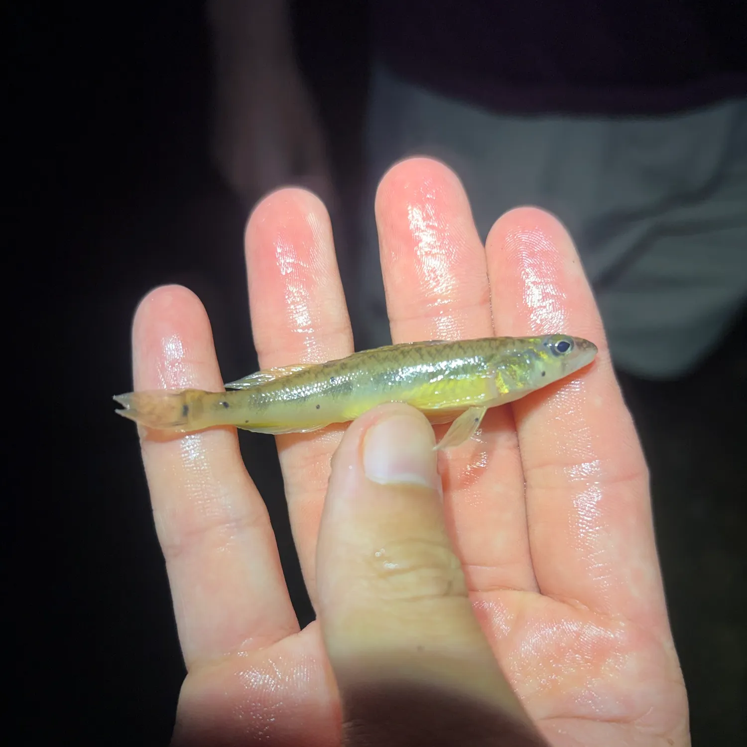 The most recent Blackside darter catches on Fishbrain