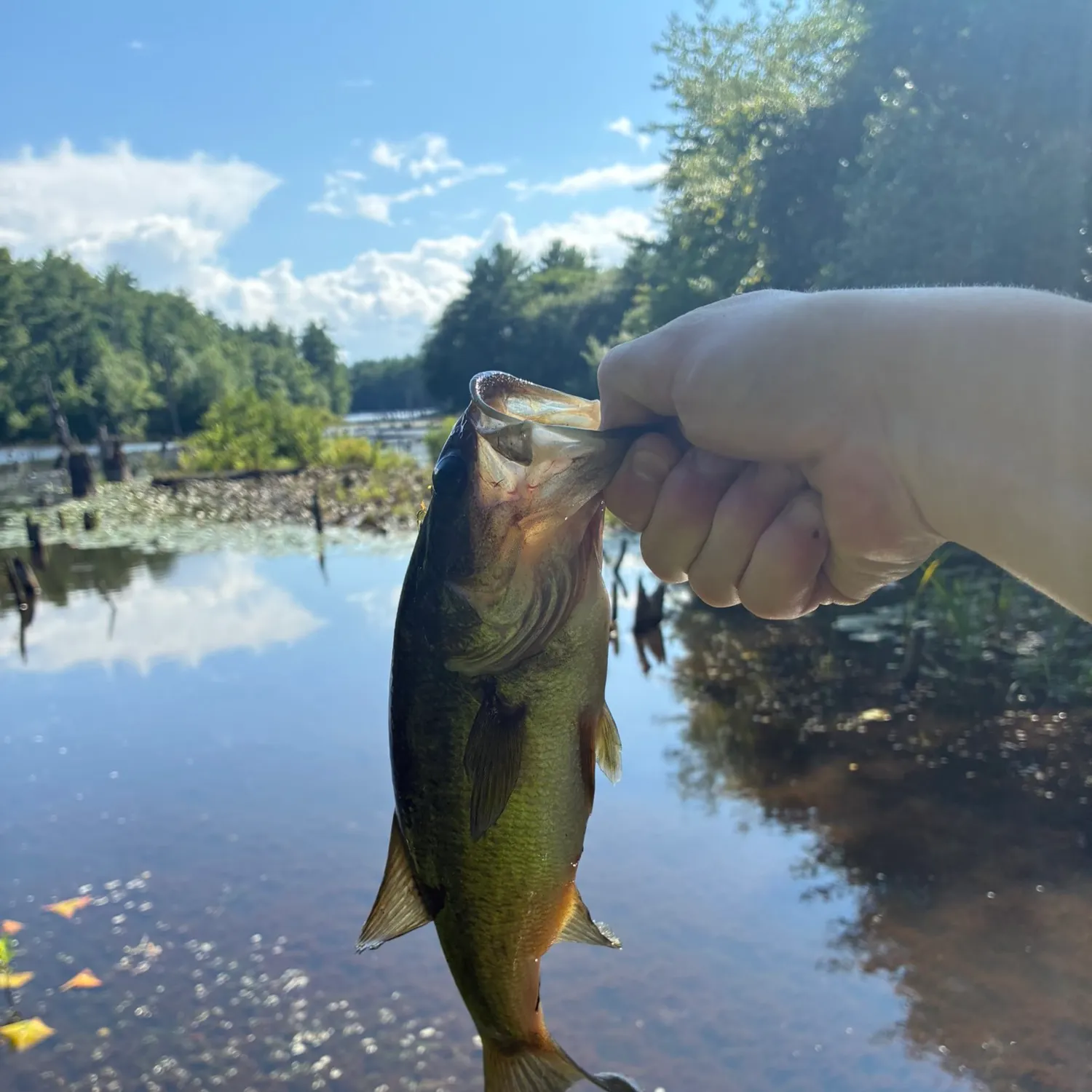 Largemouth bass caught on Fishbrain