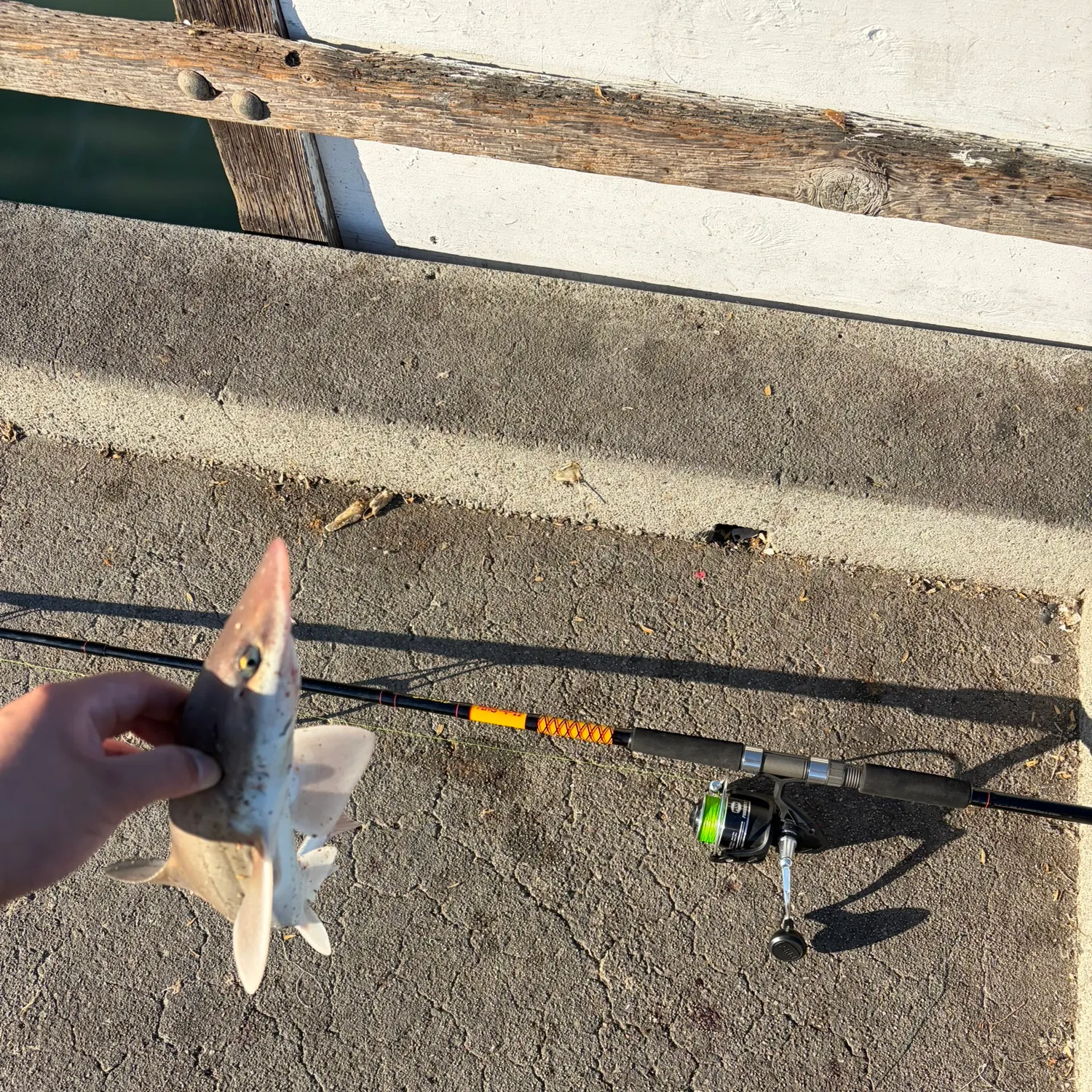 Grey smooth-hound caught on Fishbrain